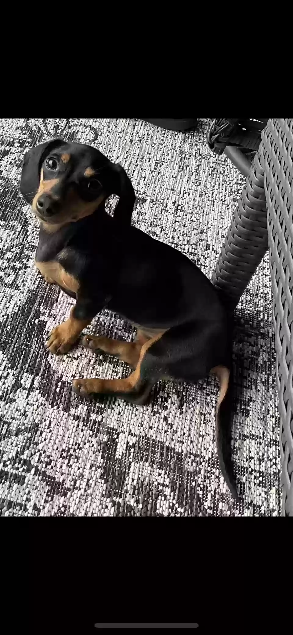 Lost dog in Edmond, OK, 73012