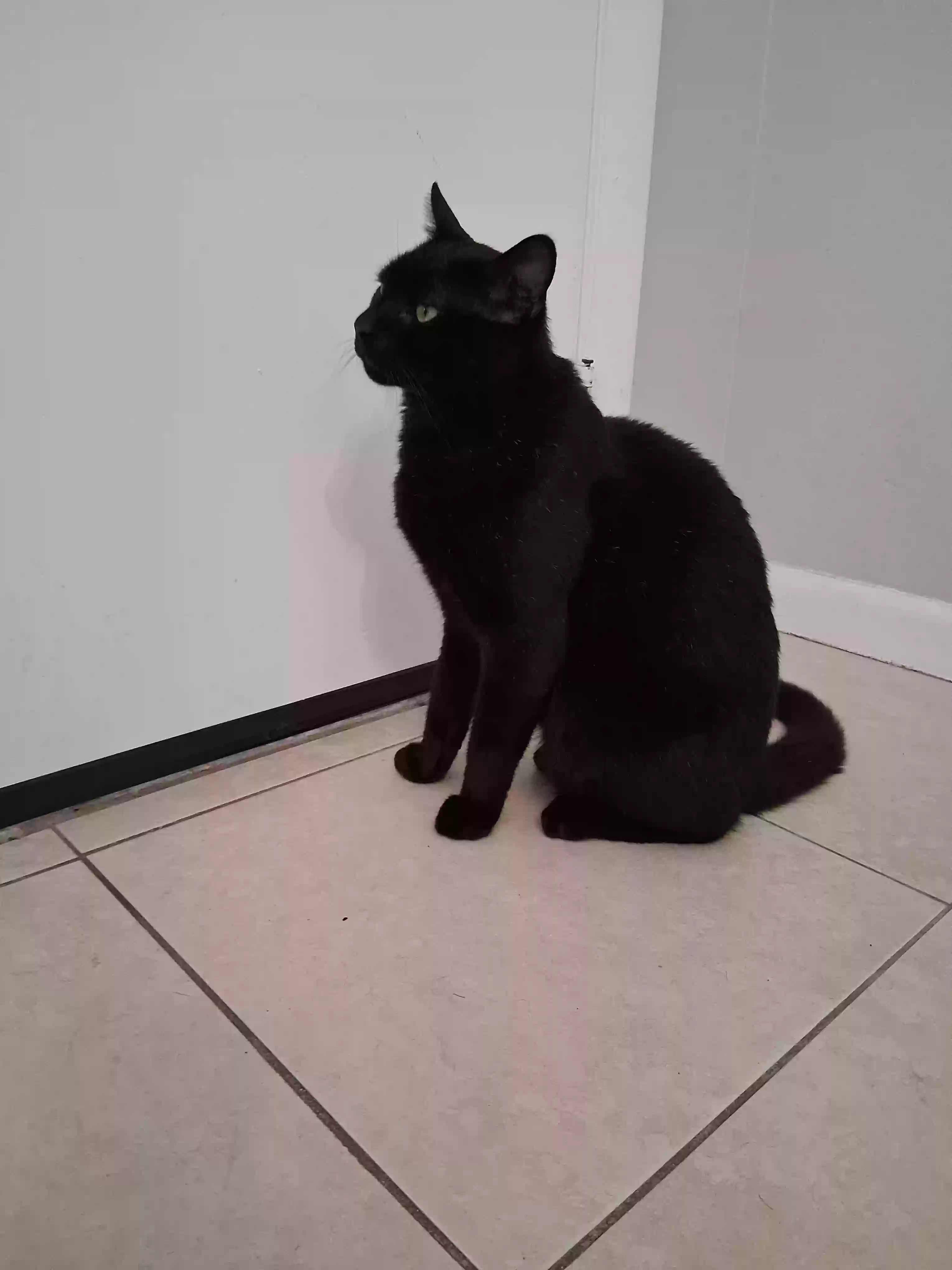 Lost cat in Fort Lauderdale, FL, 33304