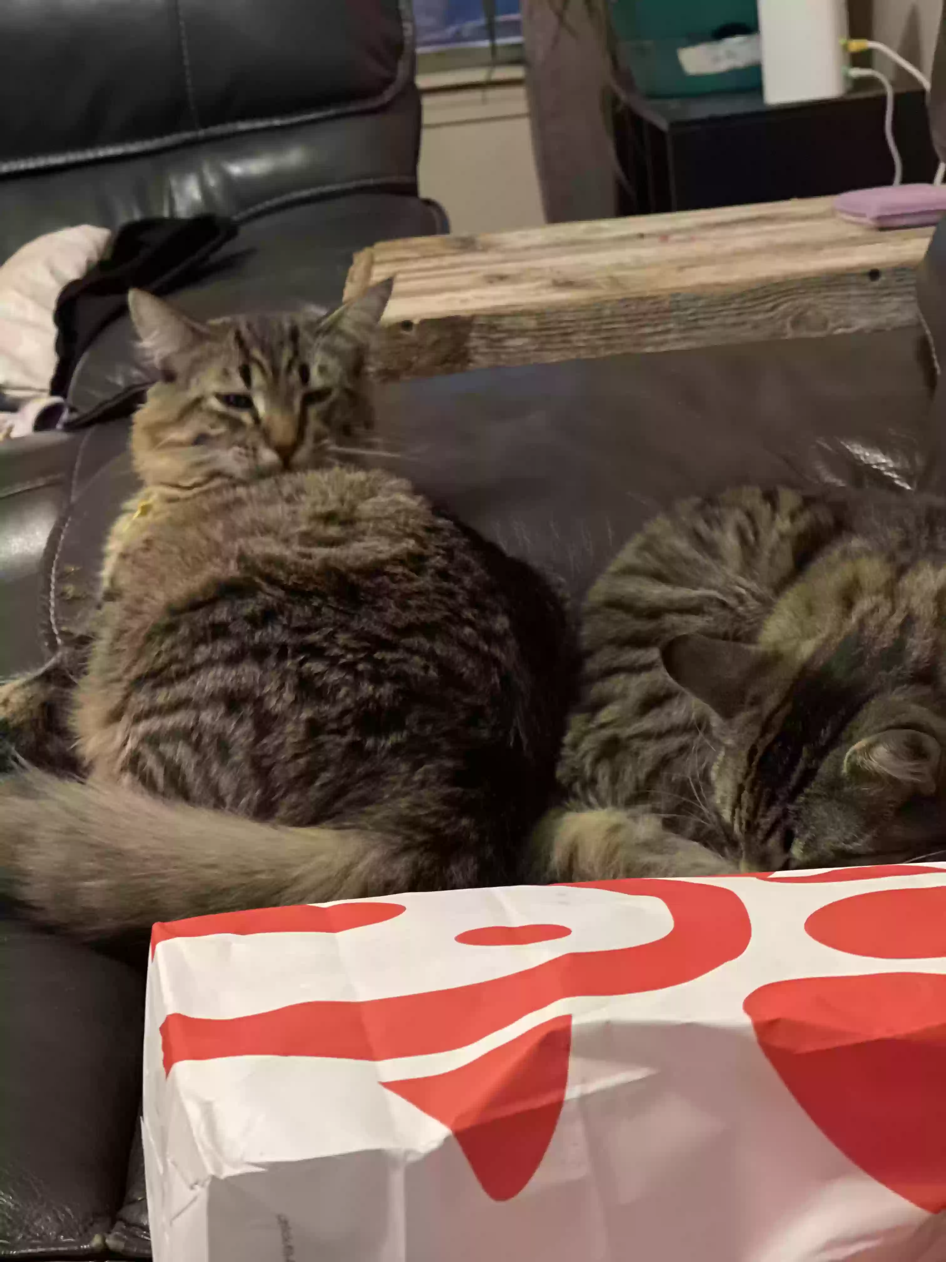 Lost cat in Glenpool, OK, 74033