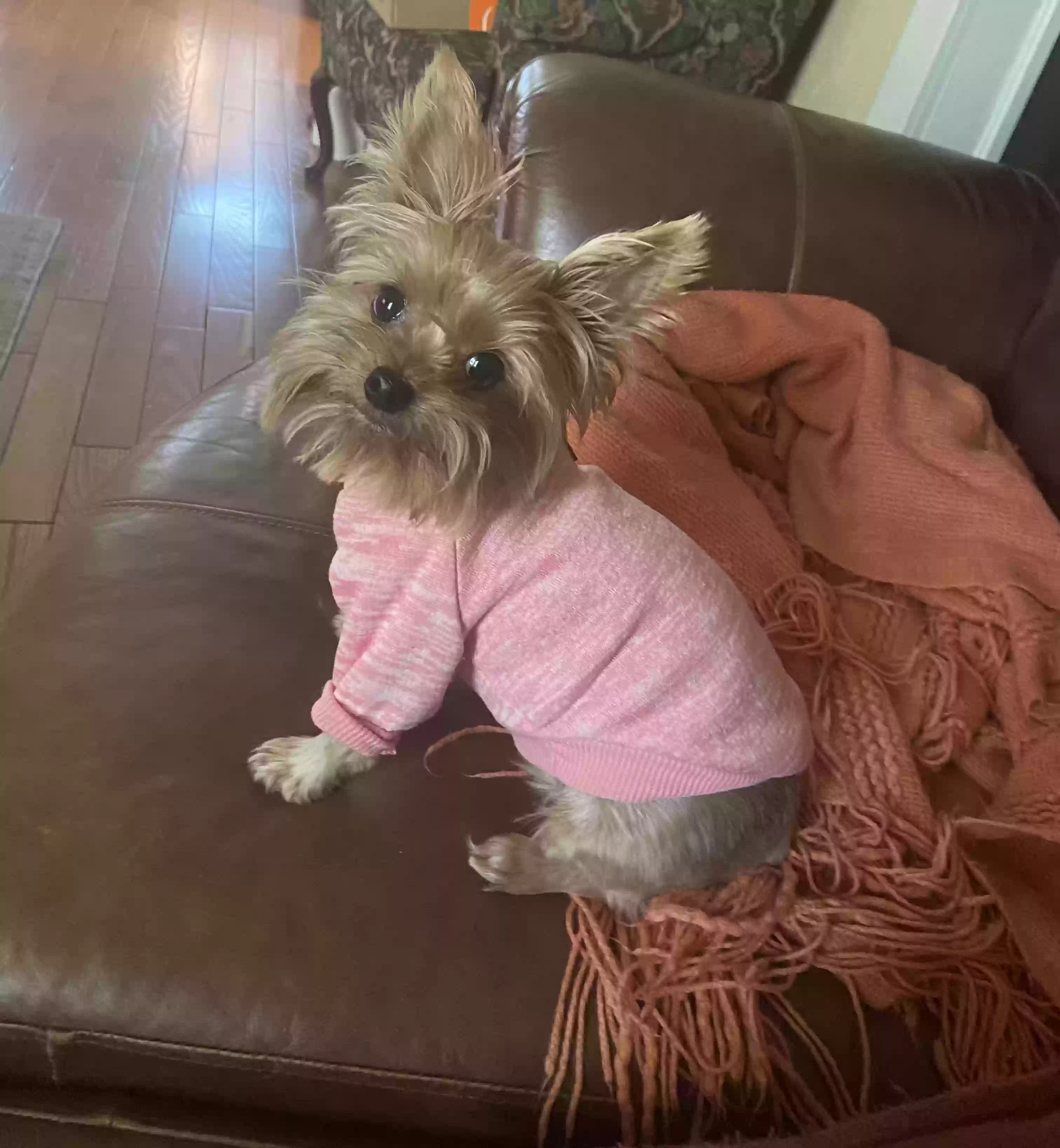 Lost dog in Grandview, MO, 64030