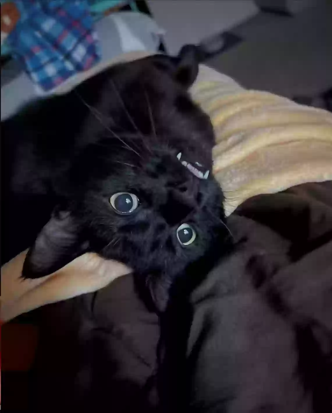 Lost cat in Englishtown, NJ, 7726