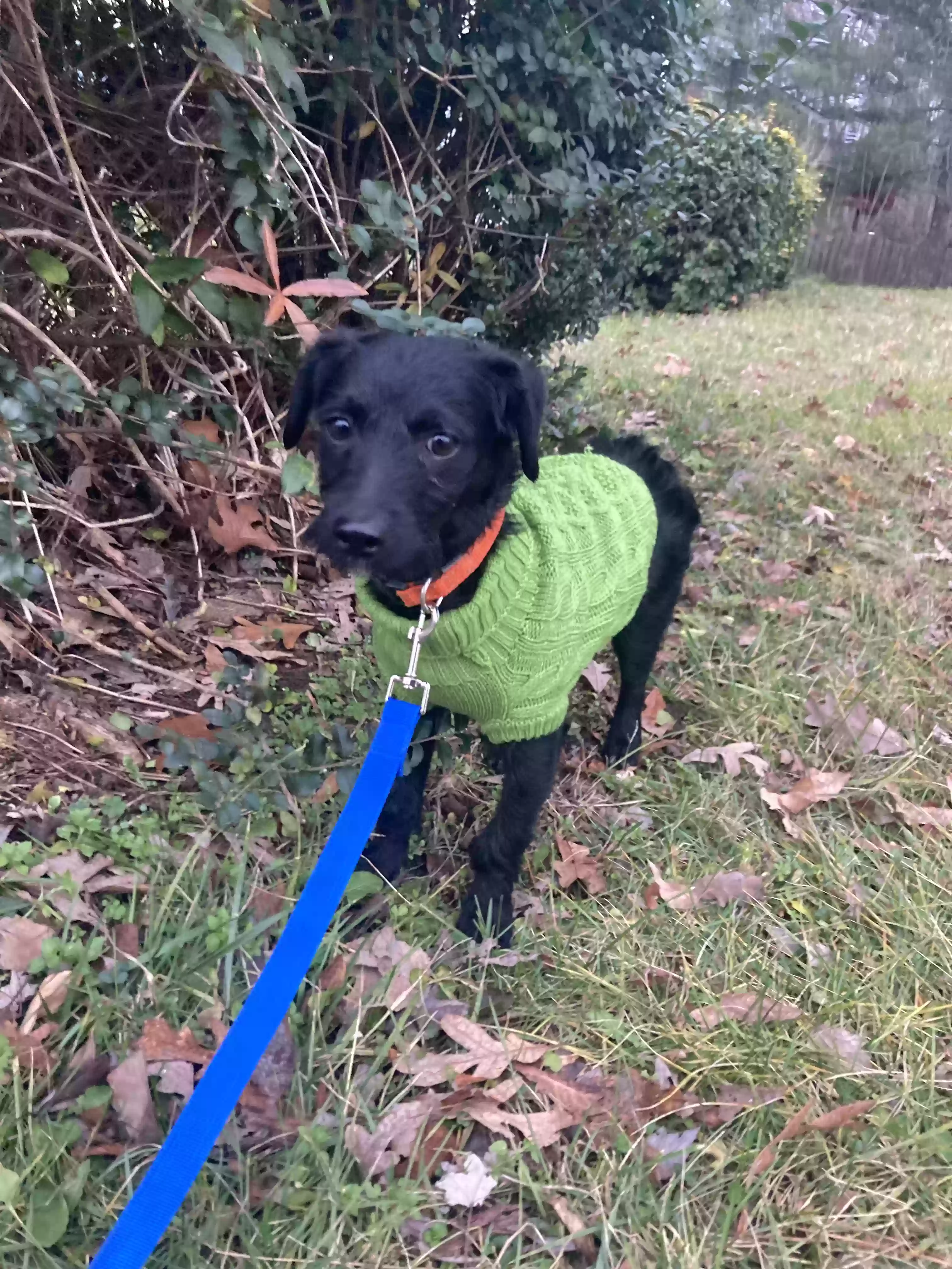 Lost dog in Alexandria, VA, 22306