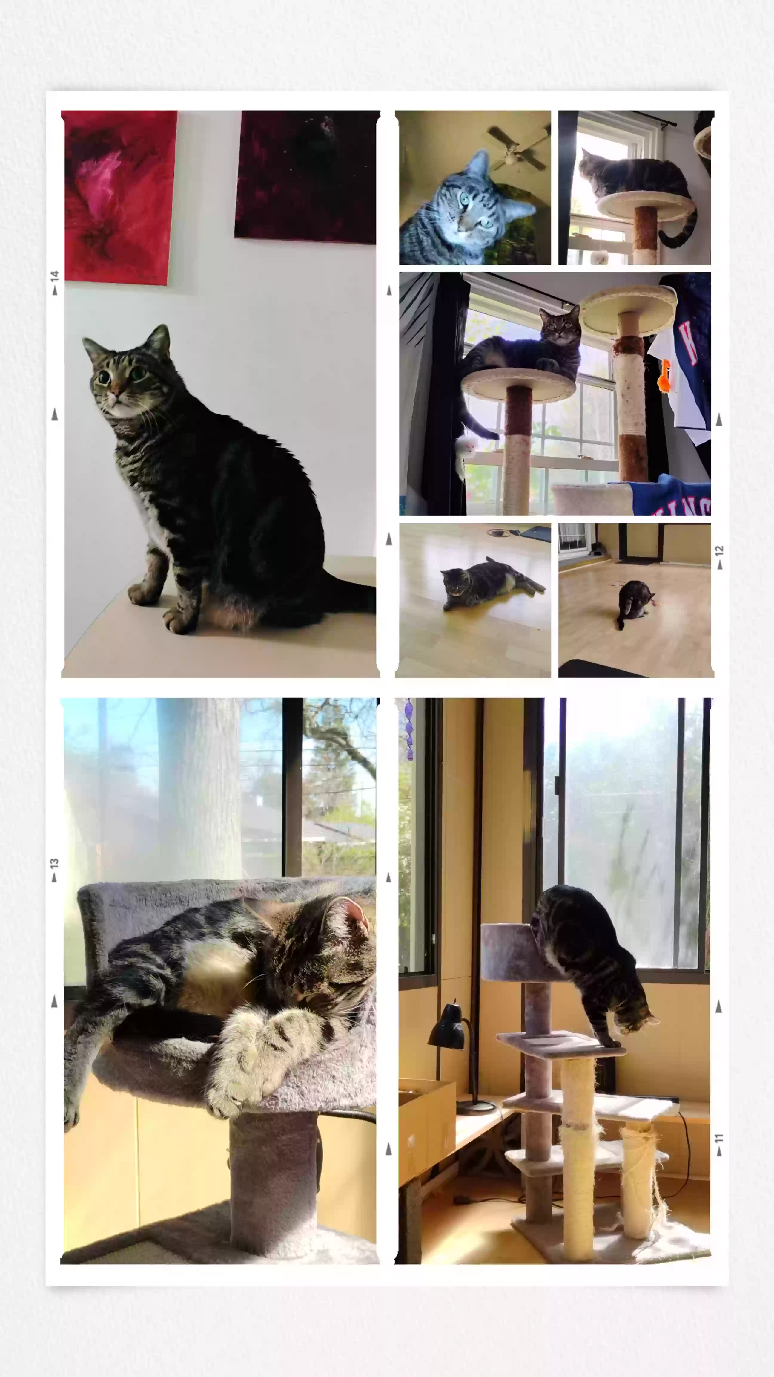 Lost cat in Carmichael, CA, 95608