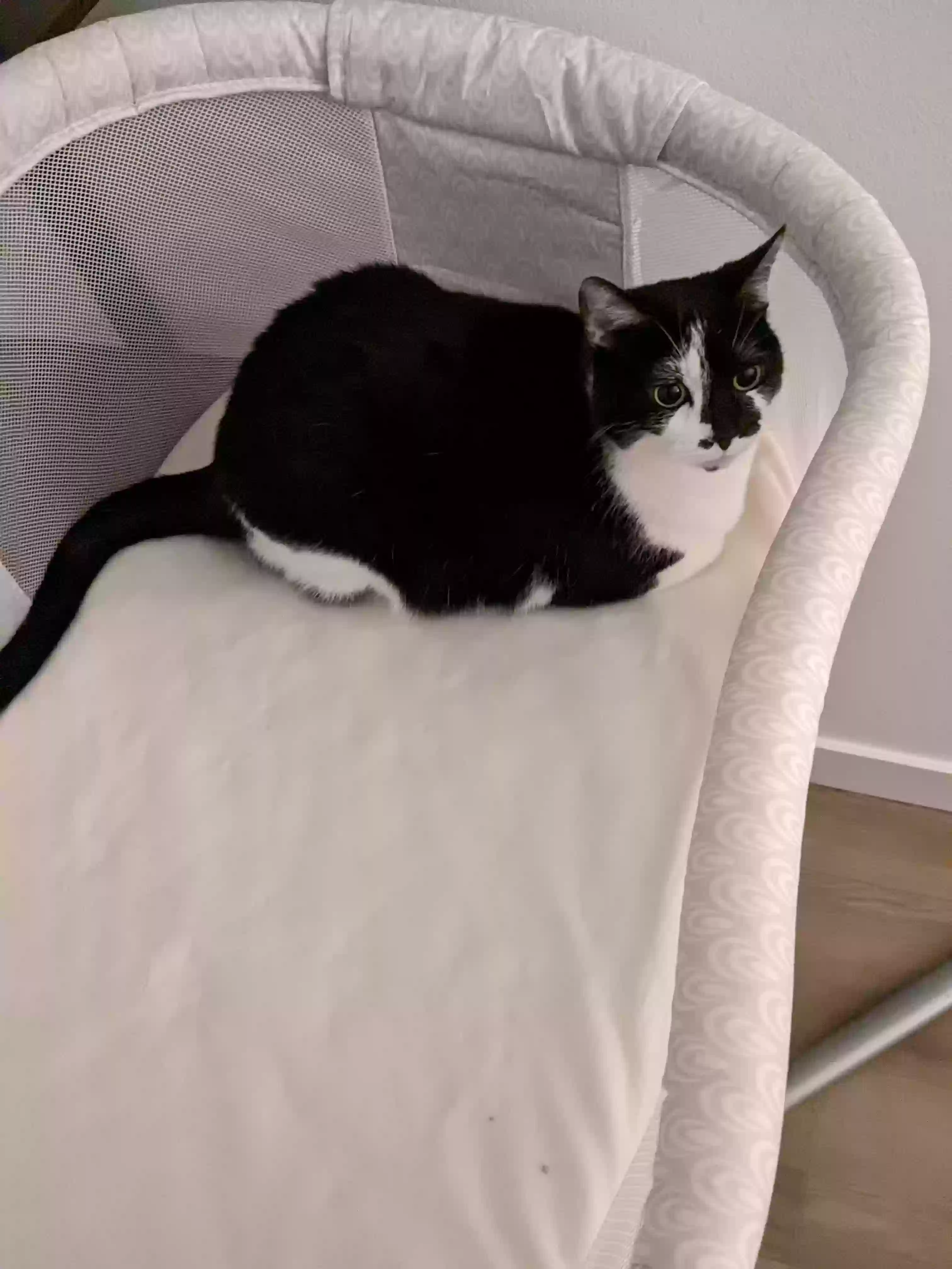 Lost cat in Moses Lake, WA, 98837