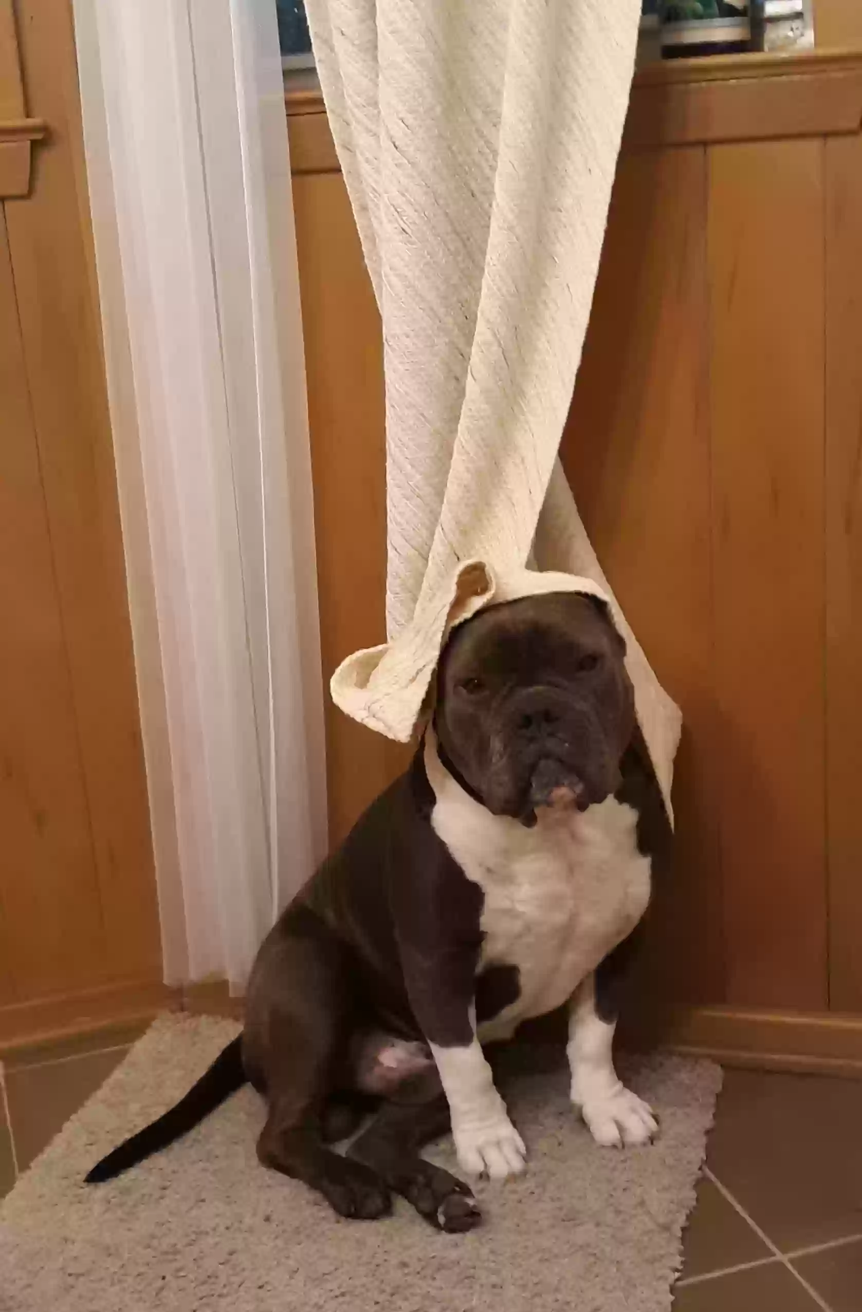 Lost dog in Universal City, TX, 78148