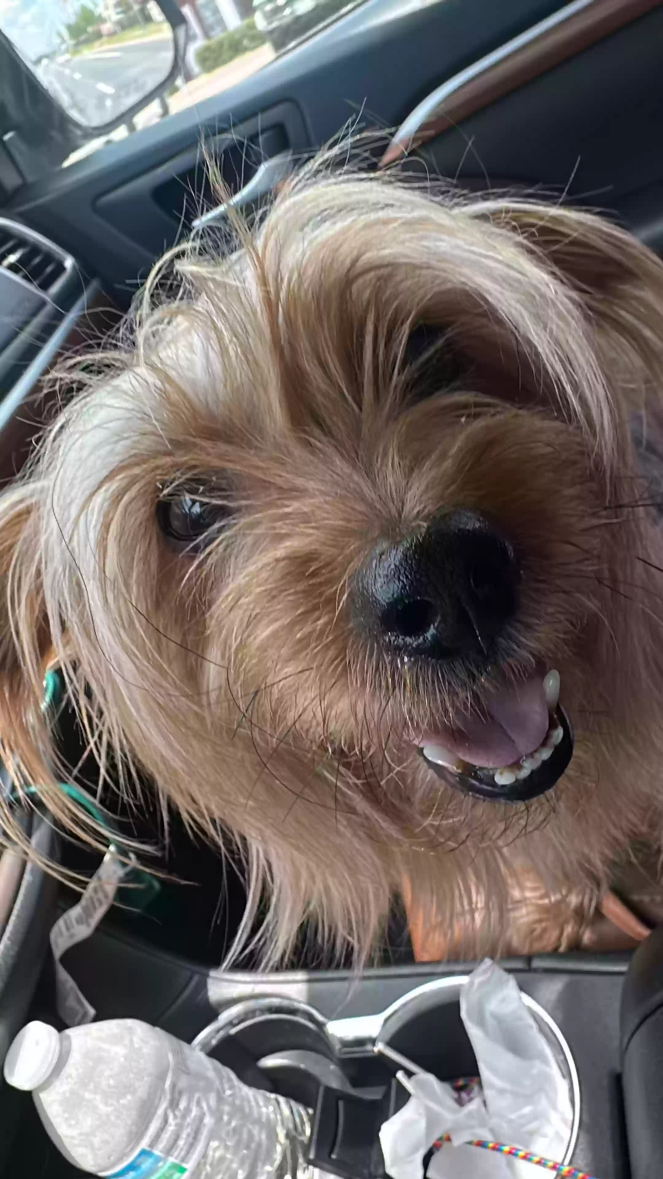 Lost dog in Brownsville, TX, 78520