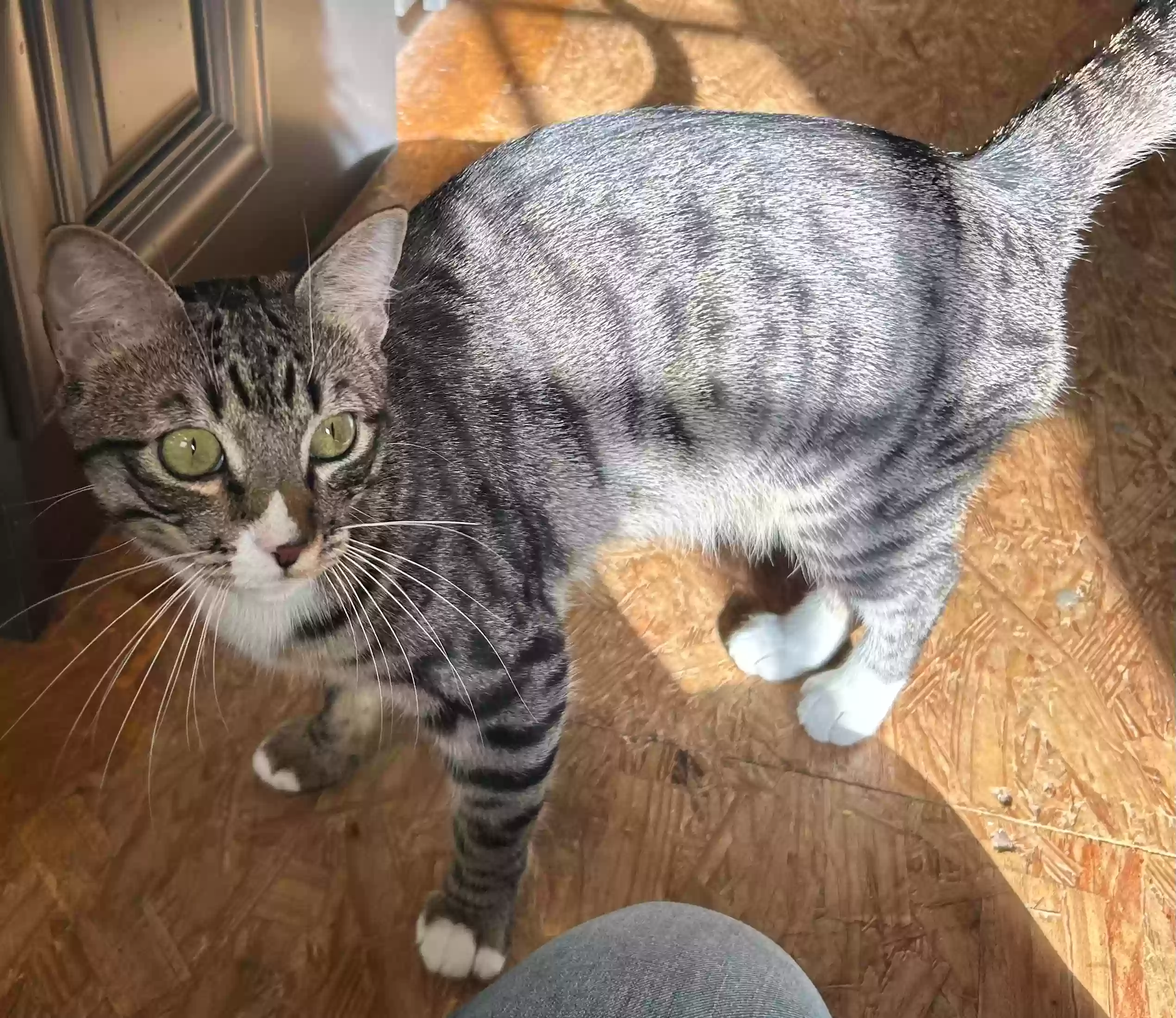 Lost cat in Magnolia, TX, 77355