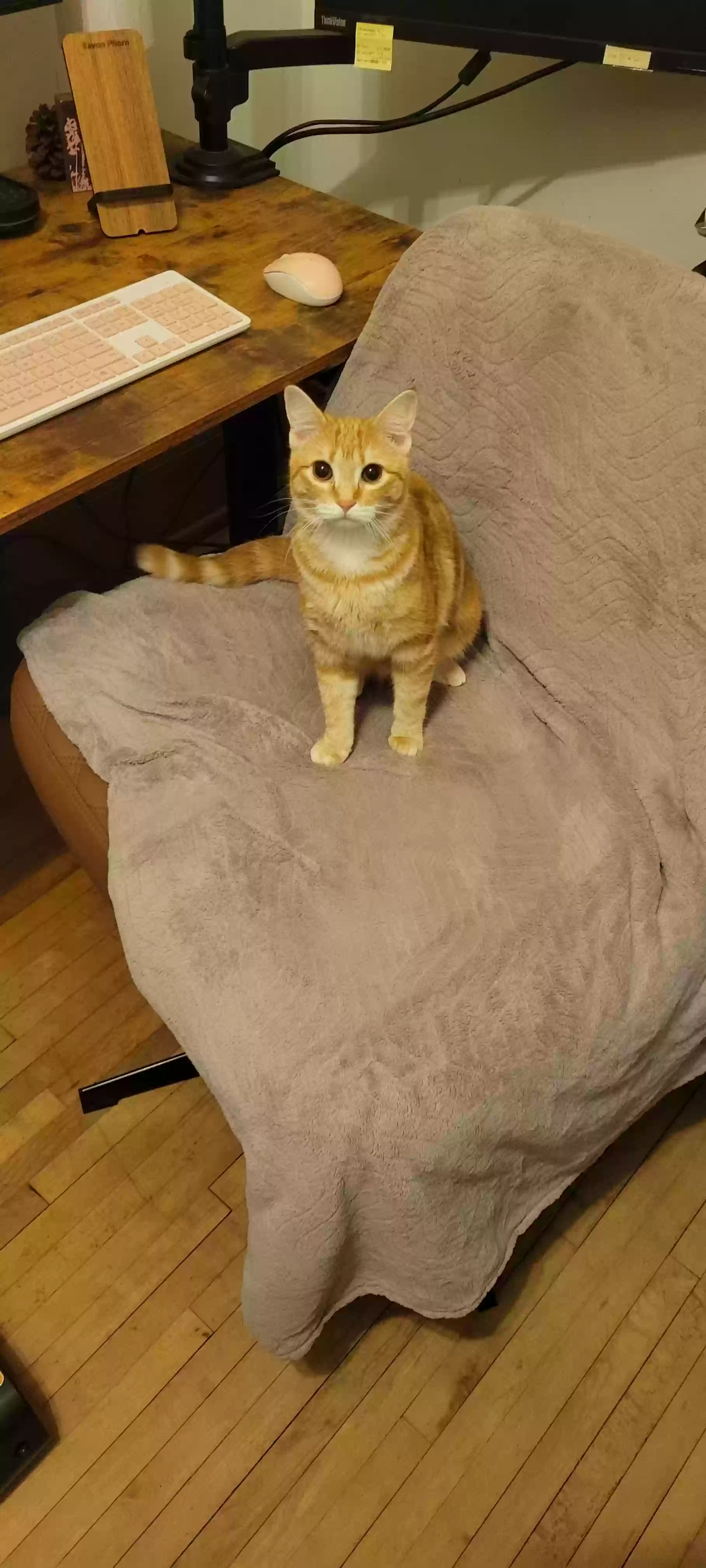 Lost cat in Saint Paul, MN, 55106
