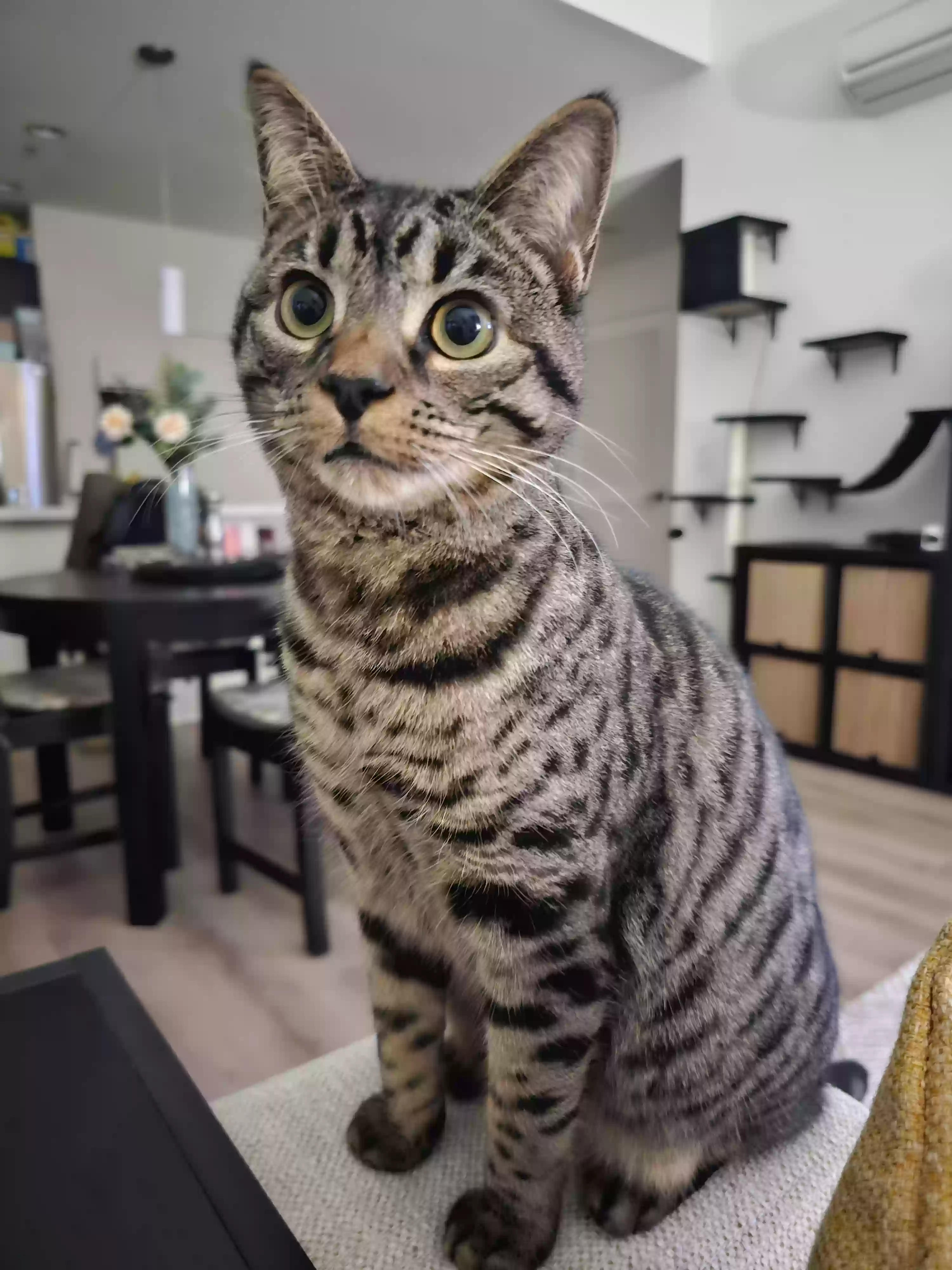 Lost cat in San Jose, CA, 95112
