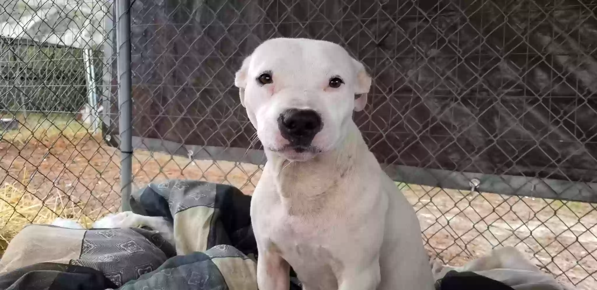 Lost dog in Darlington, SC, 29532