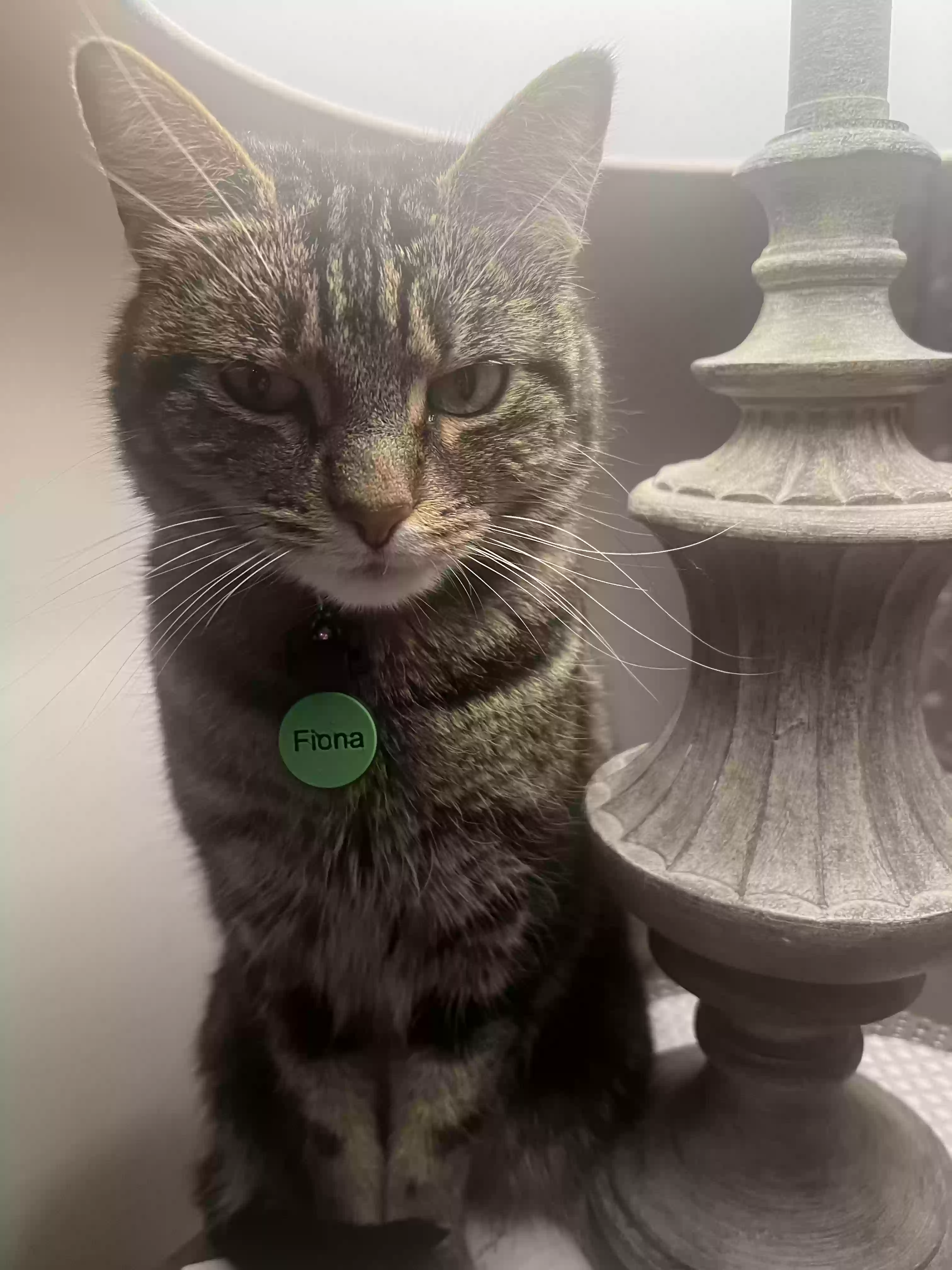 Lost cat in Oklahoma City, OK, 73132