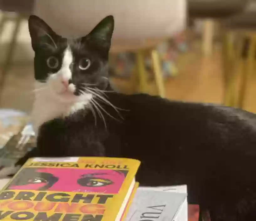 Lost cat in Somerville, MA, 2144