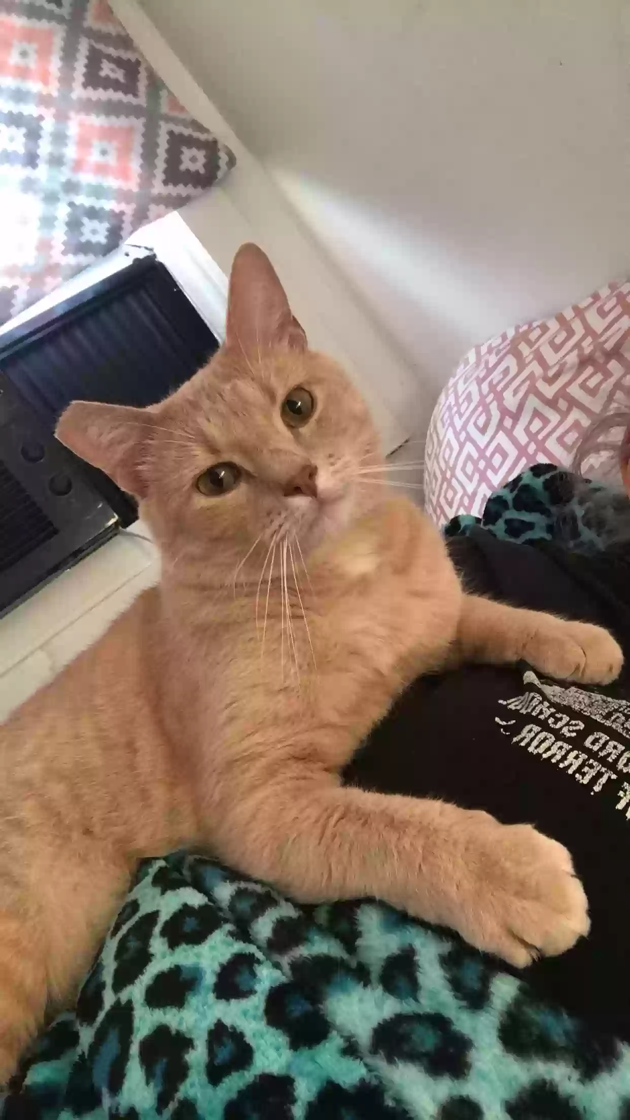 Lost cat in Uniontown, PA, 15401