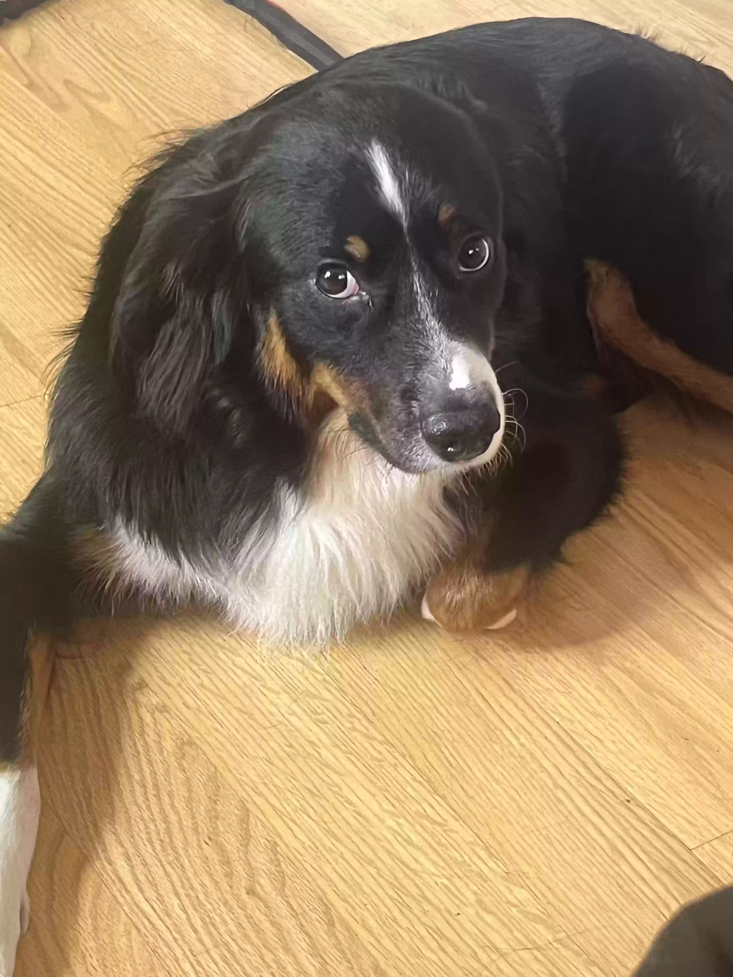 Lost dog in Cleveland, OH, 44121