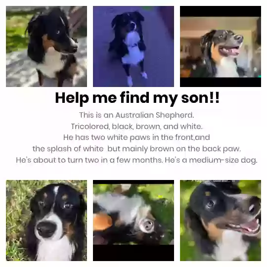 Lost dog in Cleveland, OH, 44121
