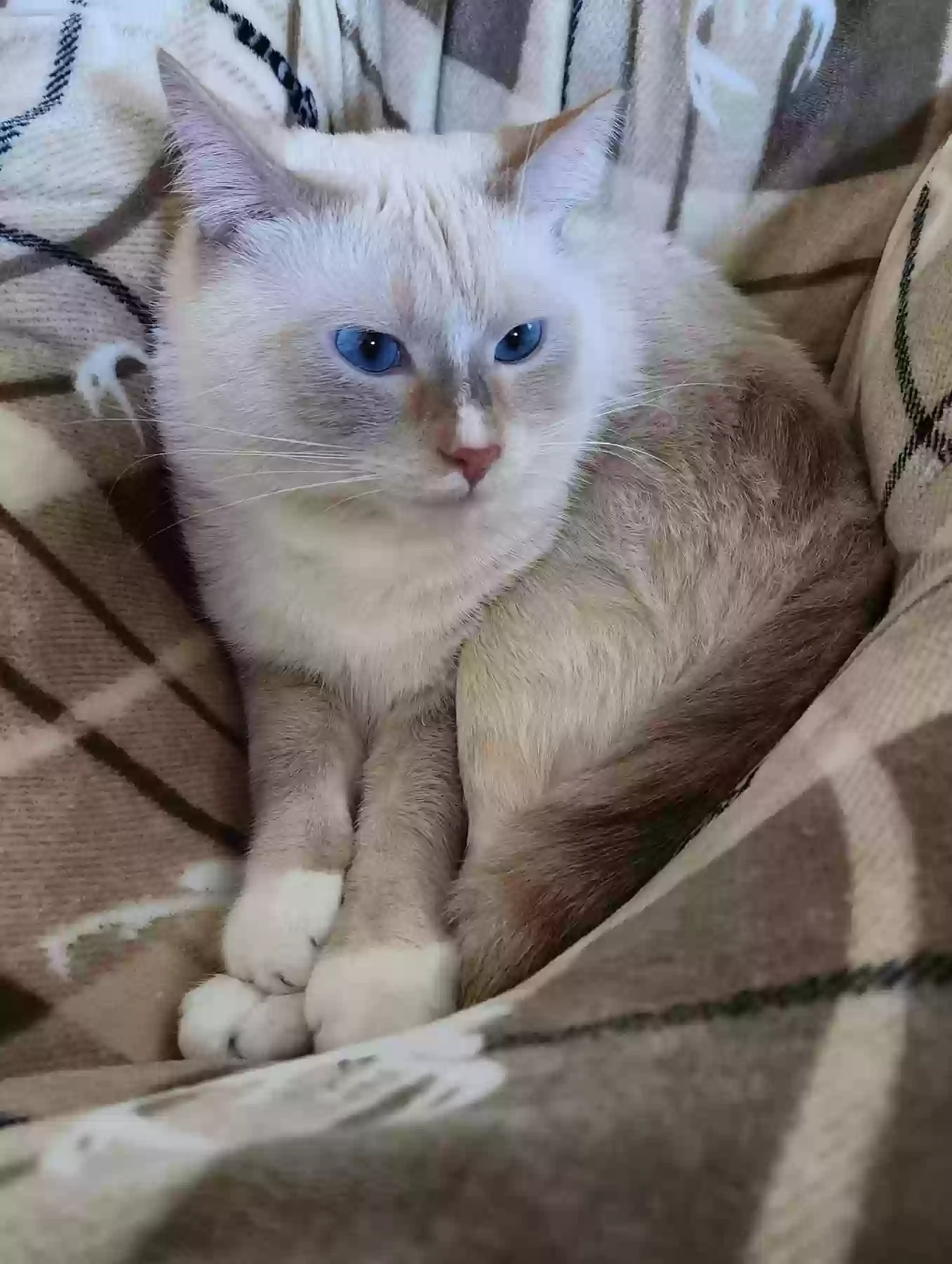 Lost cat in Piedmont, SC, 29673