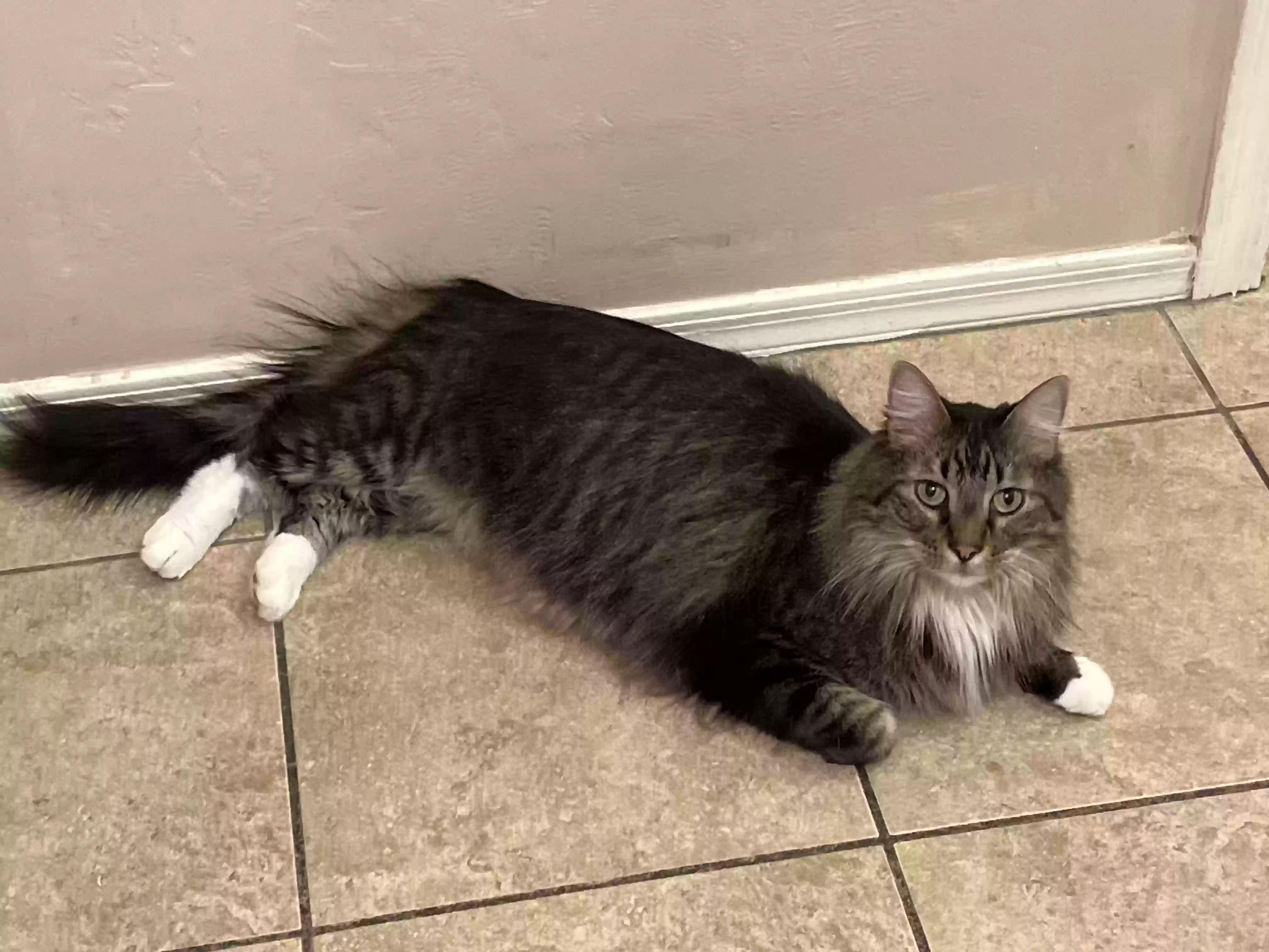 Lost cat in Tucson, AZ, 85756