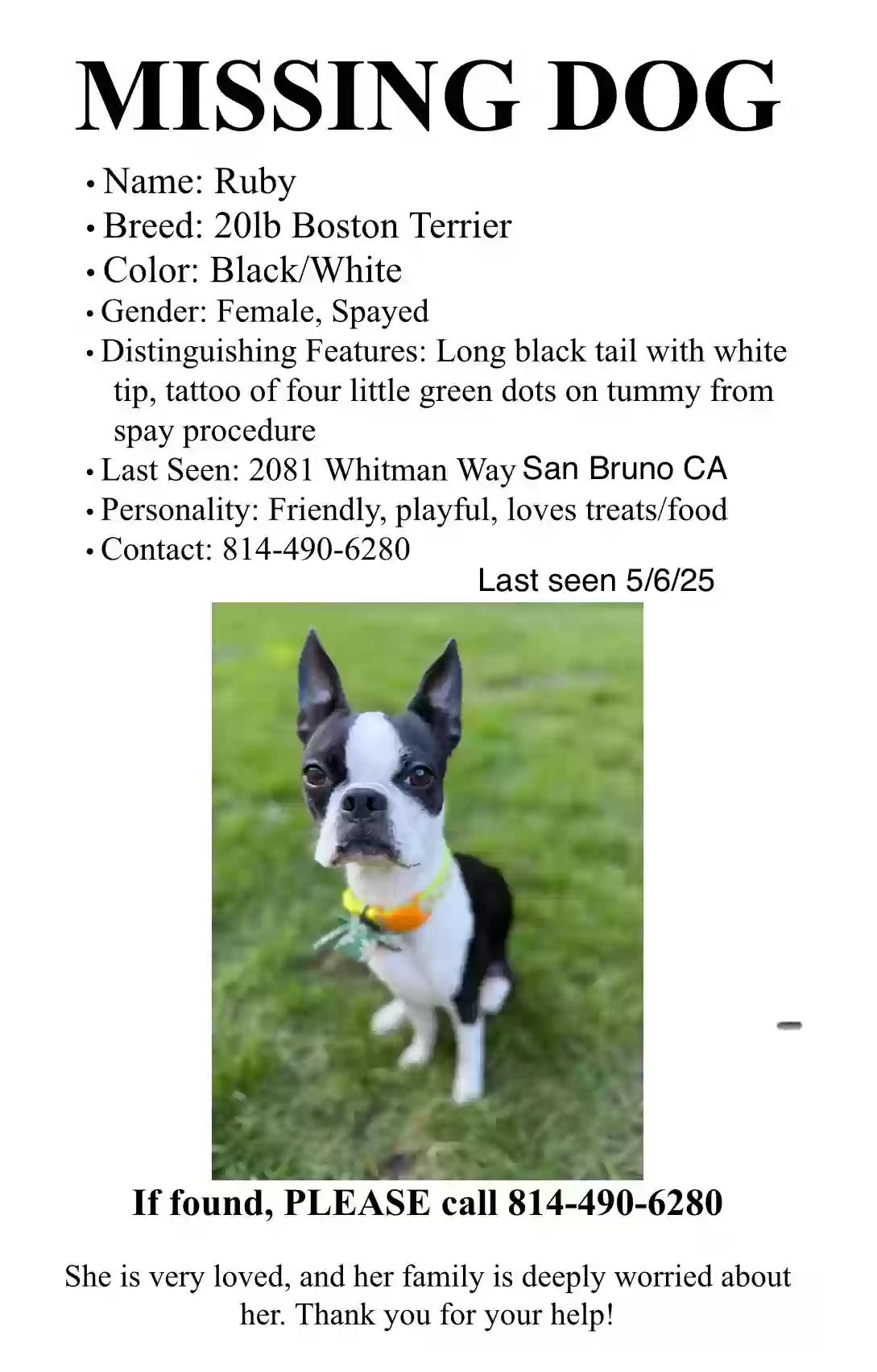 Lost dog in San Bruno, CA, 94066