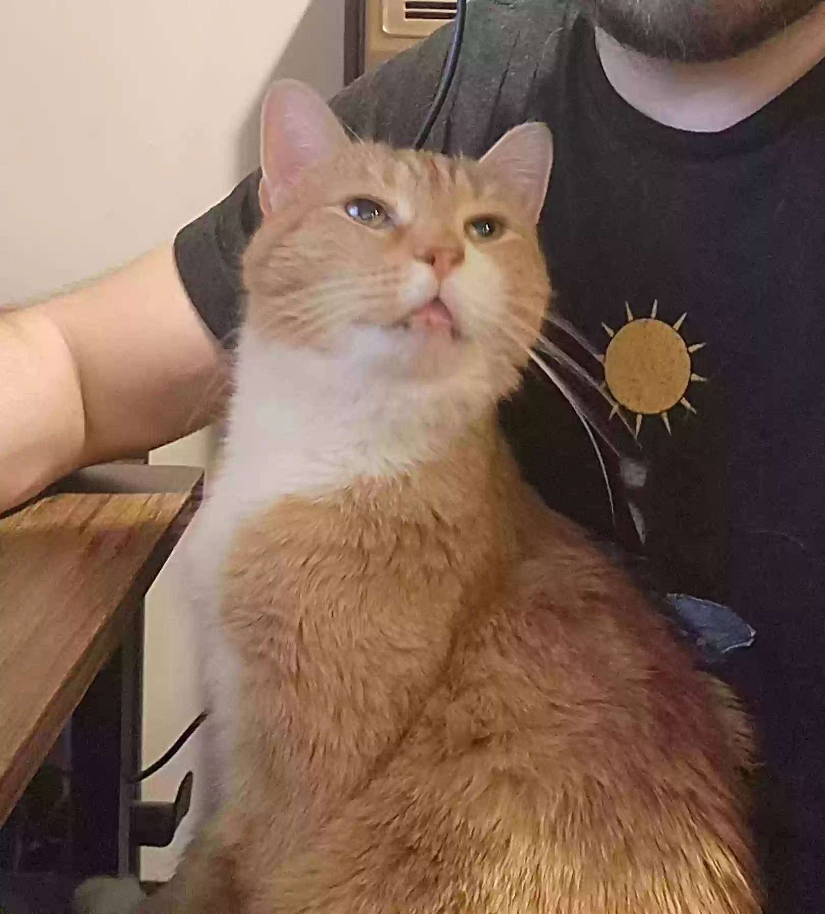 Lost cat in Philadelphia, PA, 19136