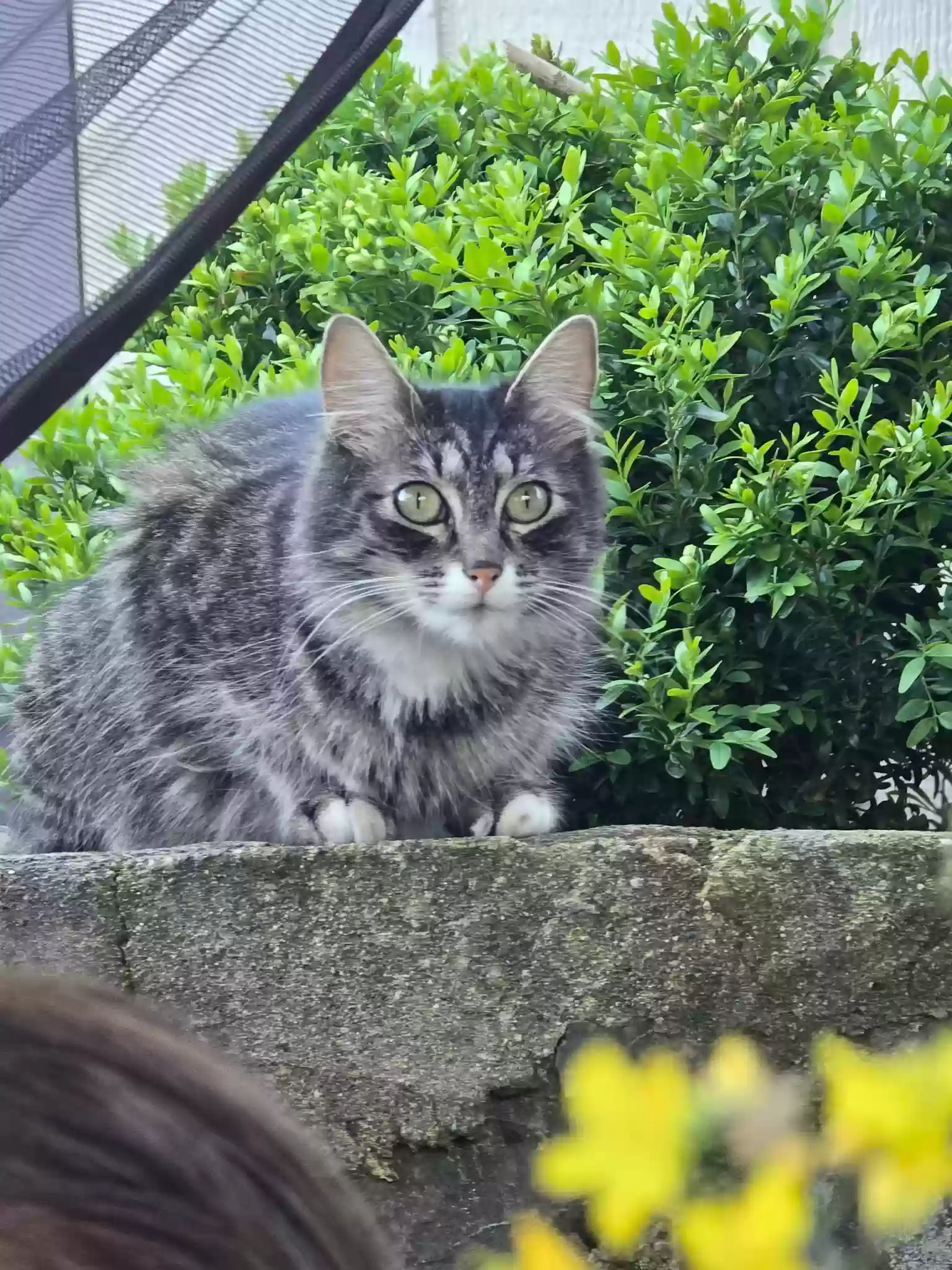 Lost cat in Tacoma, WA, 98409