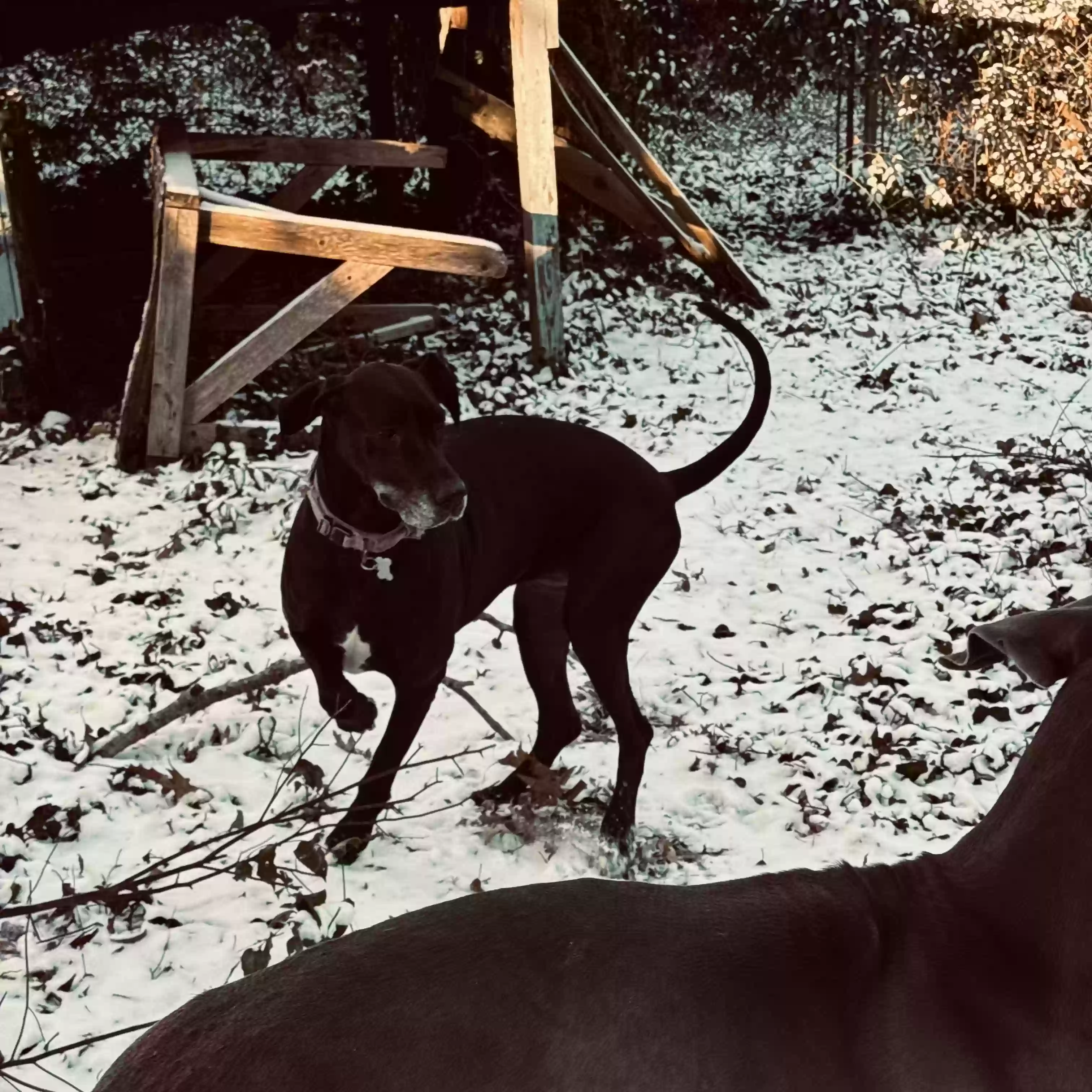 Lost dog in Elgin, SC, 29045