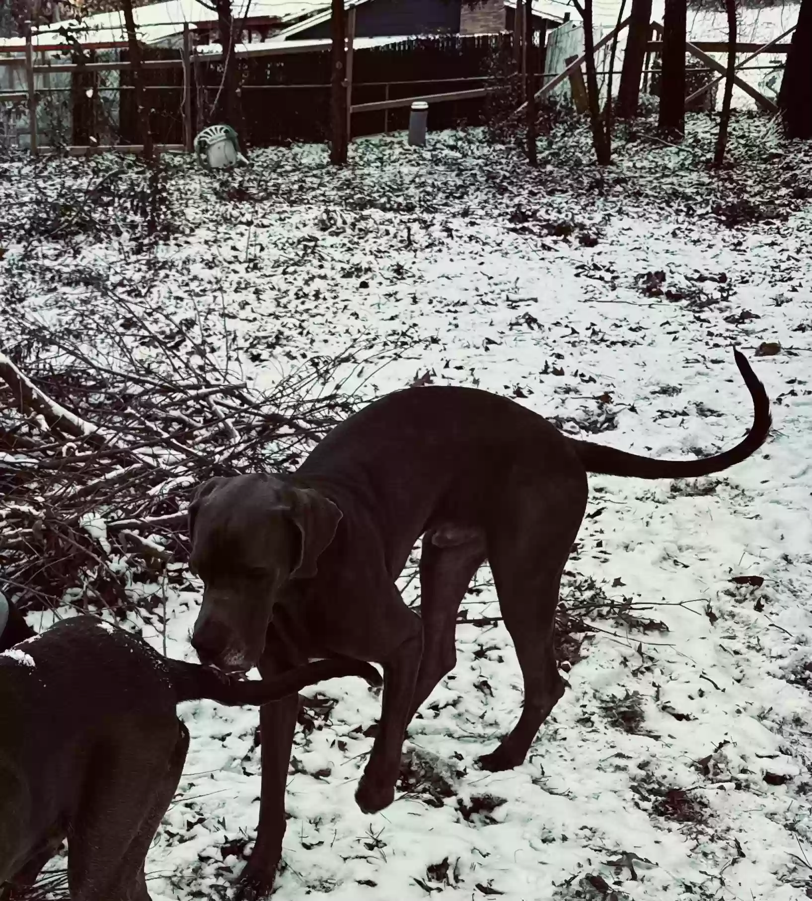 Lost dog in Elgin, SC, 29045