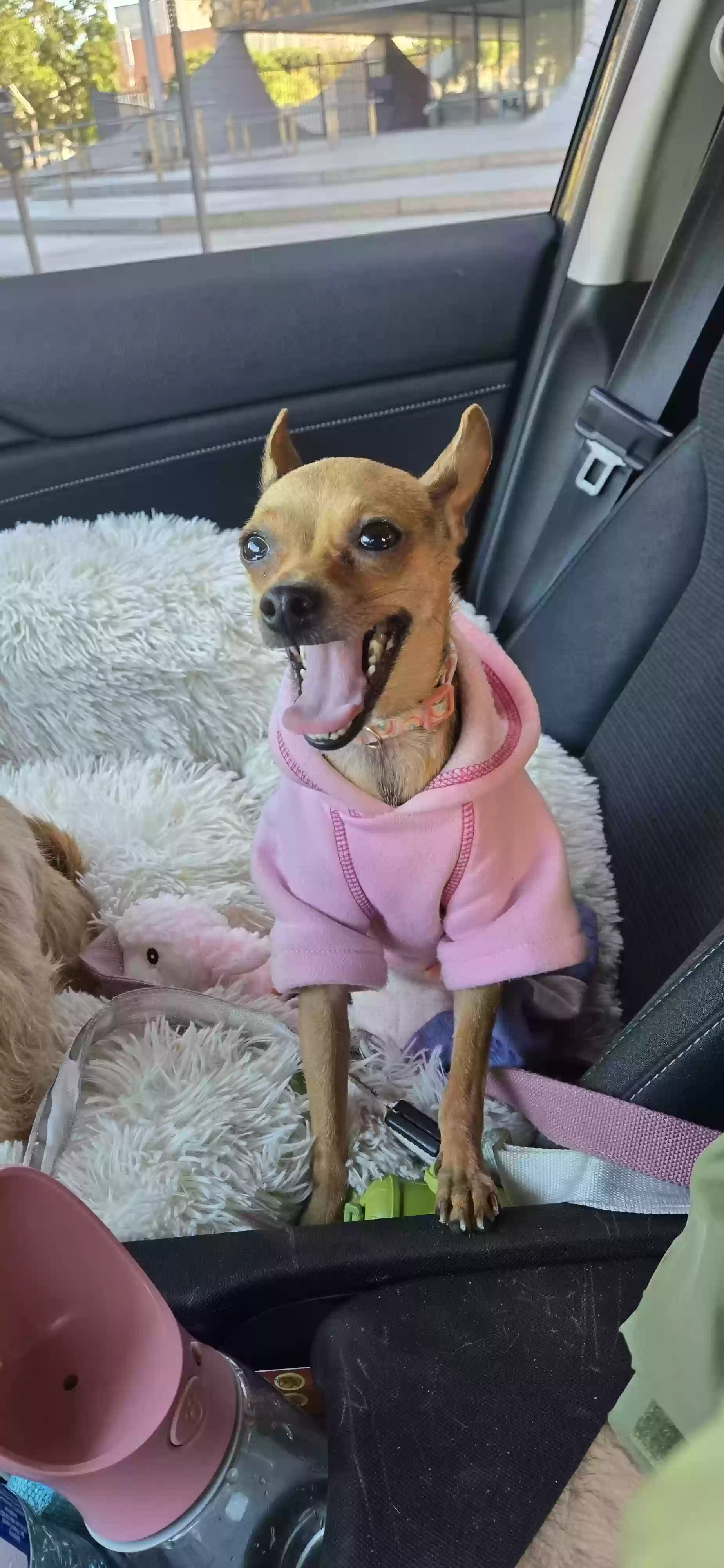 Lost dog in Los Angeles, CA, 90004
