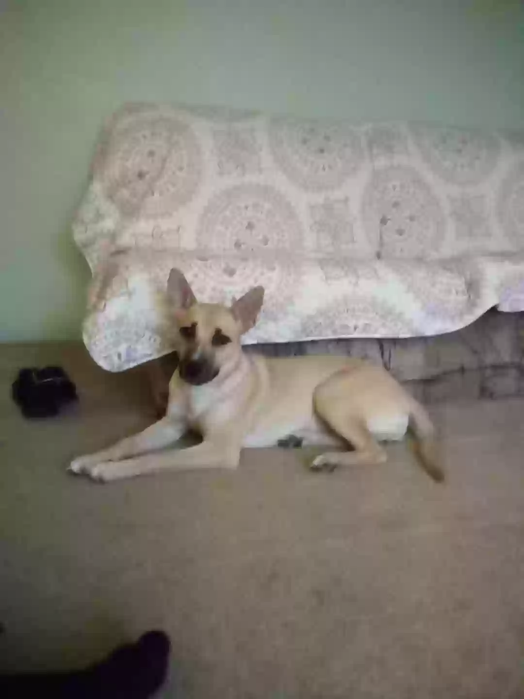 Lost dog in Pipestone, MN, 56164