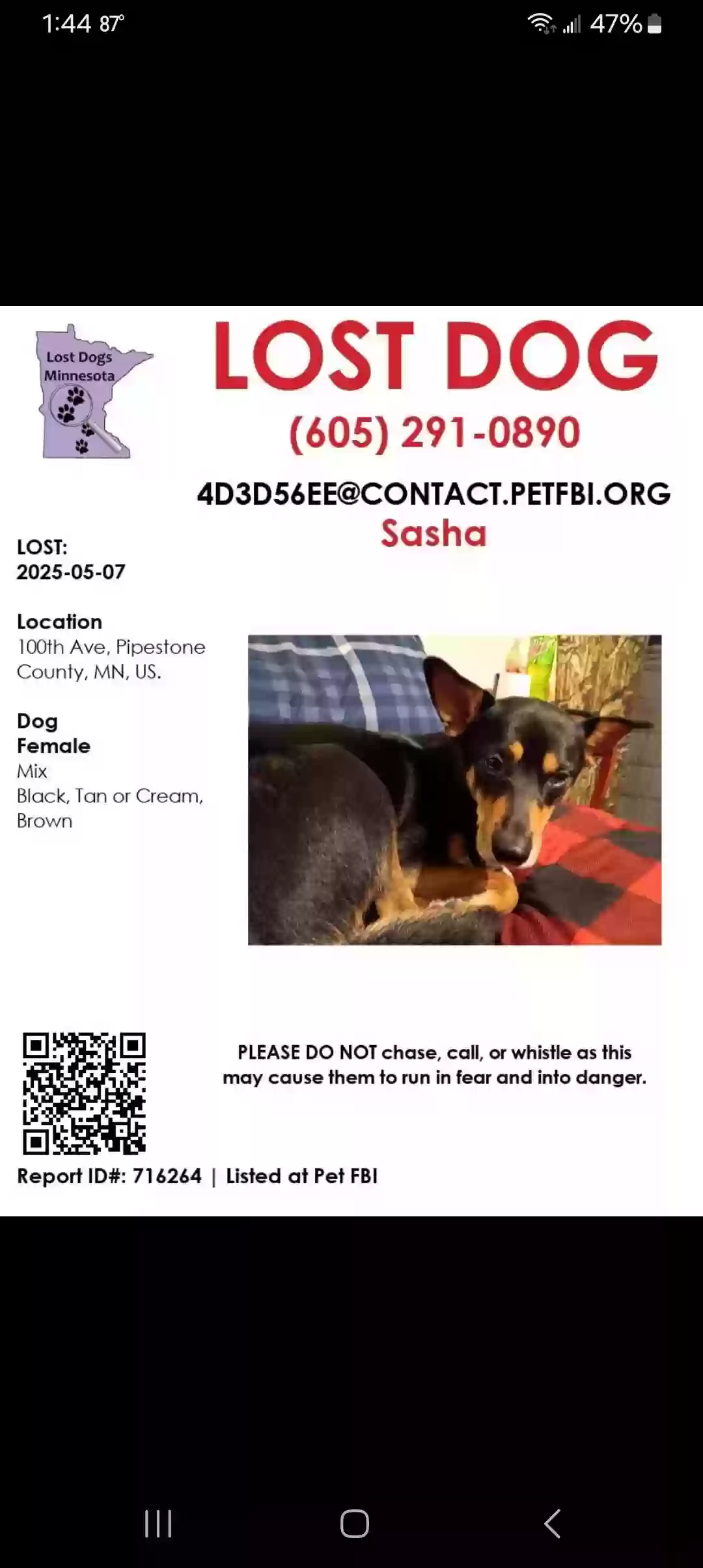 Lost dog in Pipestone, MN, 56164