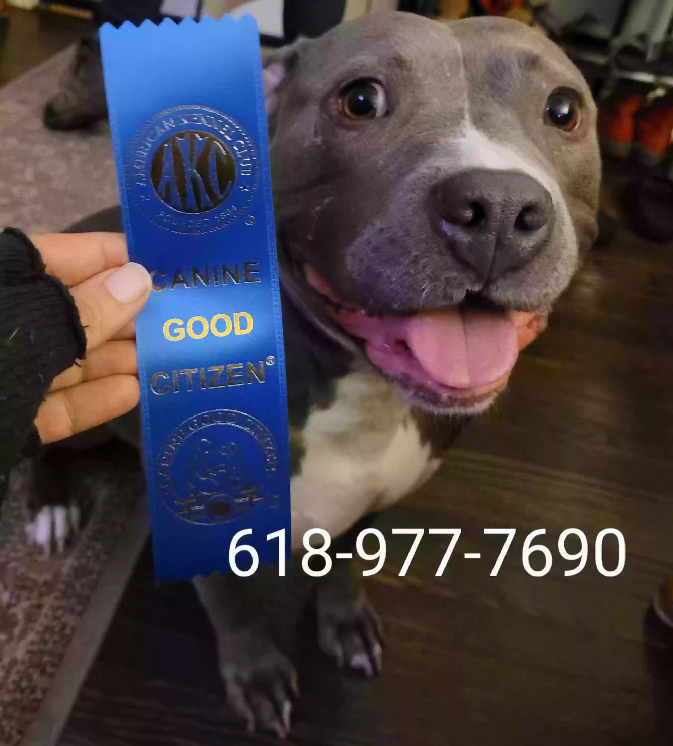 Lost dog in Gladwyne, PA, 19035