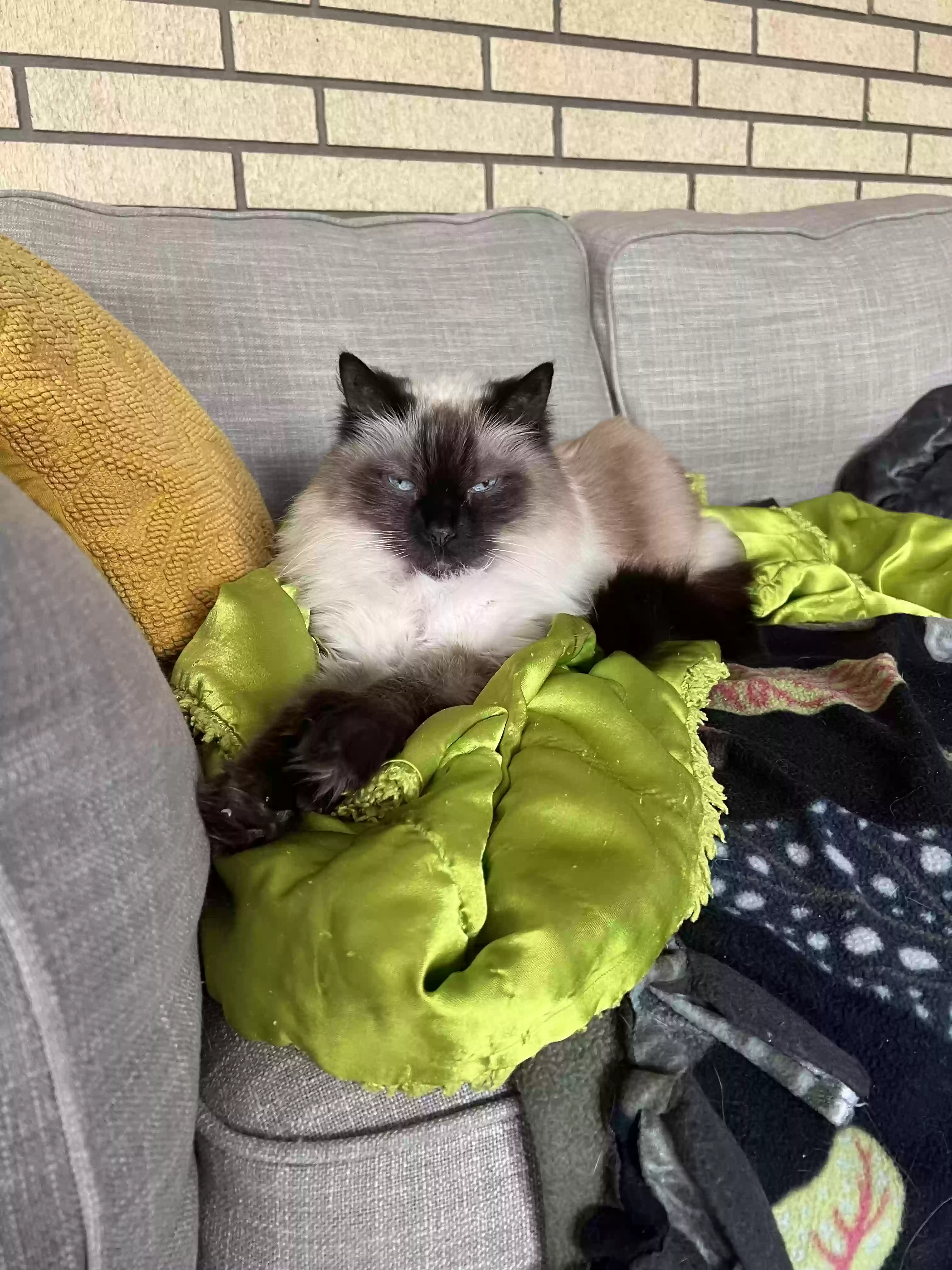 Lost cat in Grand Rapids, MI, 49508