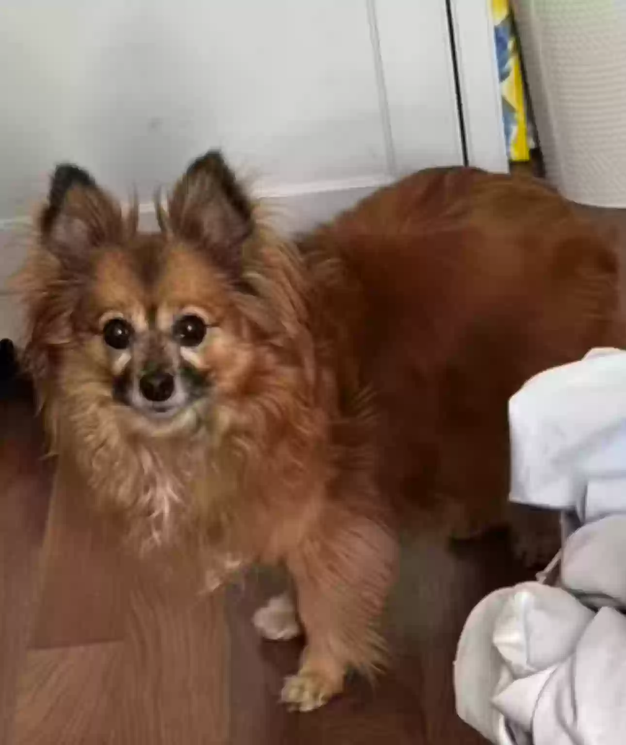 Lost dog in Dallas, TX, 75238