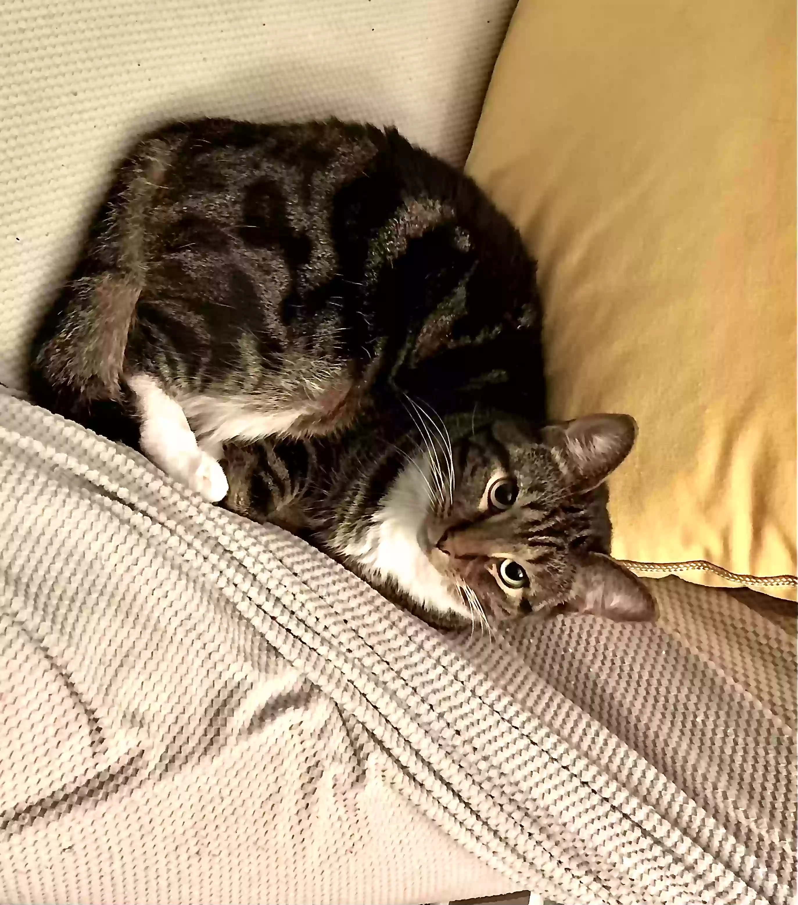 Lost cat in Richmond, VA, 23224
