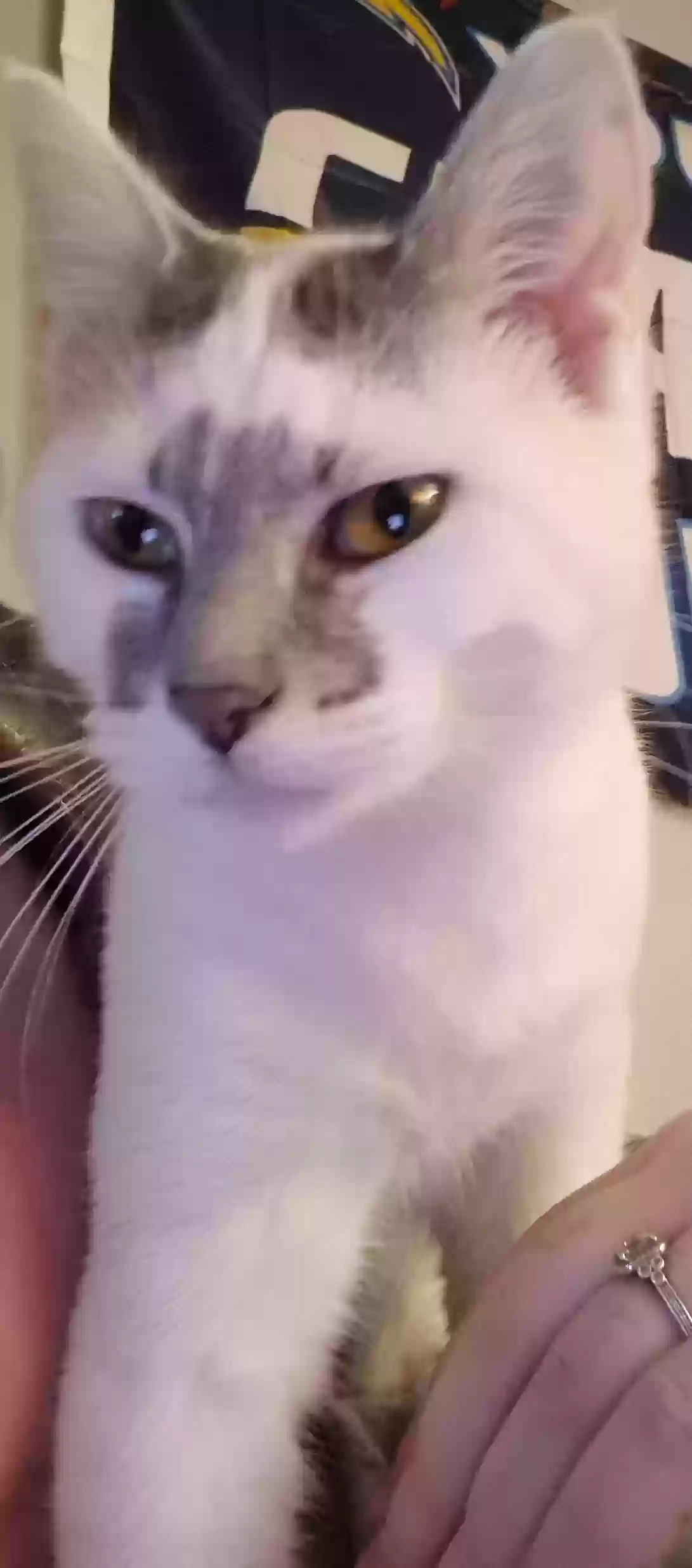 Lost cat in Independence, MO, 64050