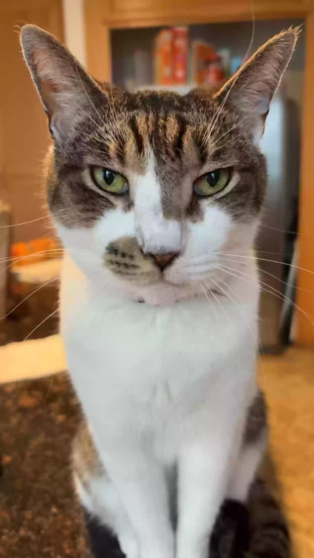 Lost cat in Perris, CA, 92571