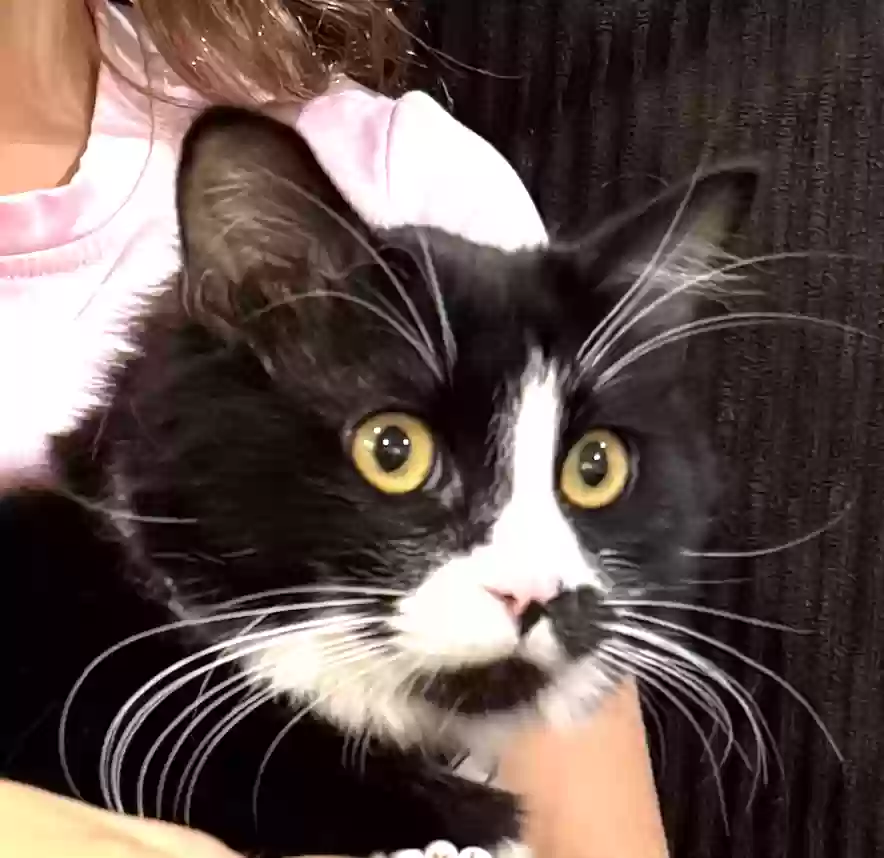 Lost cat in Orange, CA, 92867