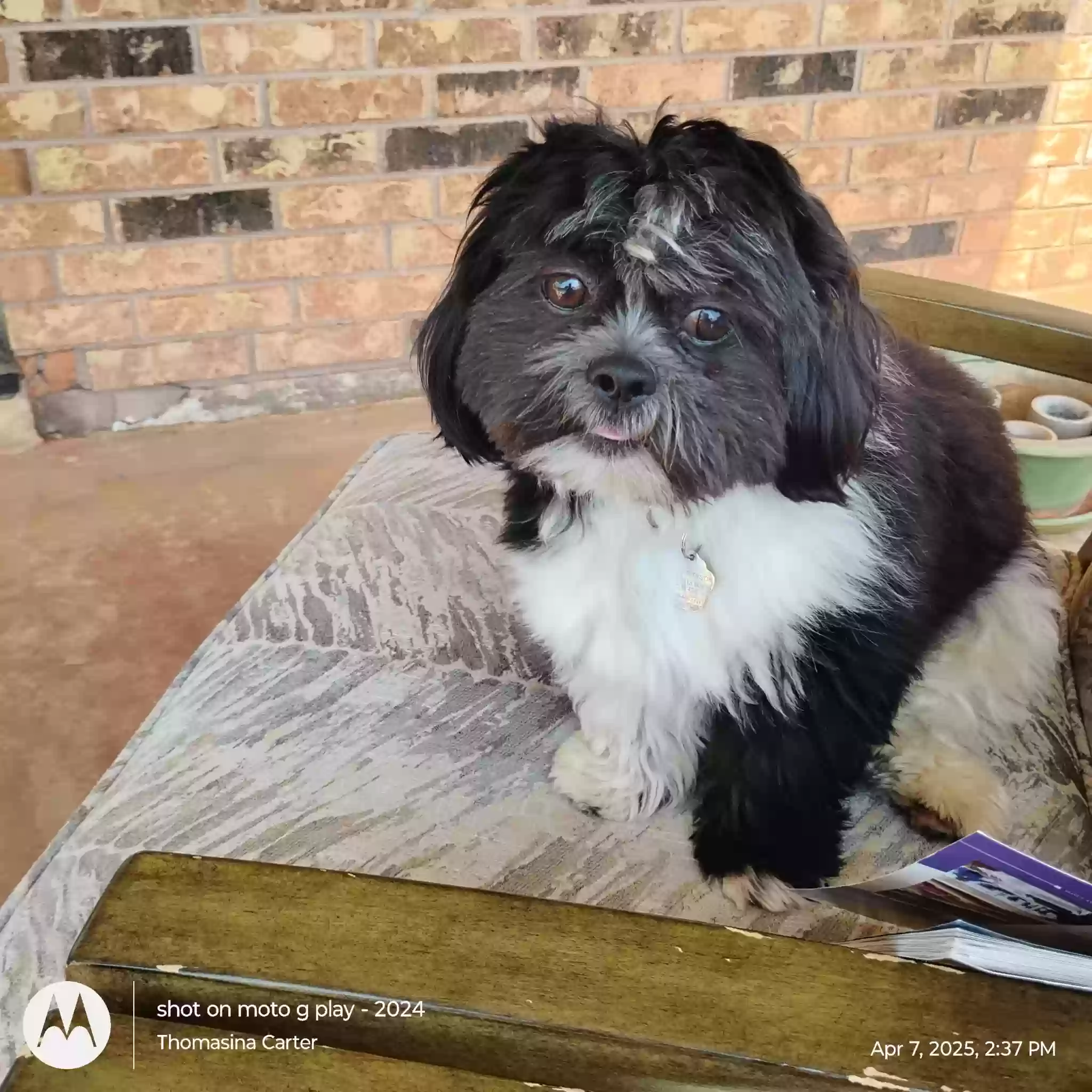 Lost dog in Oklahoma City, OK, 73159