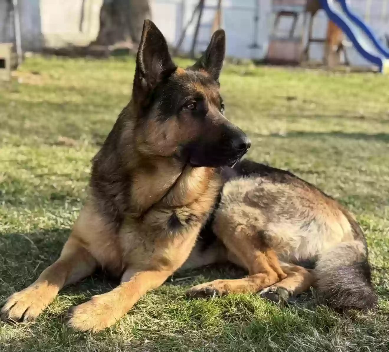 Lost dog in Cresco, PA, 18326