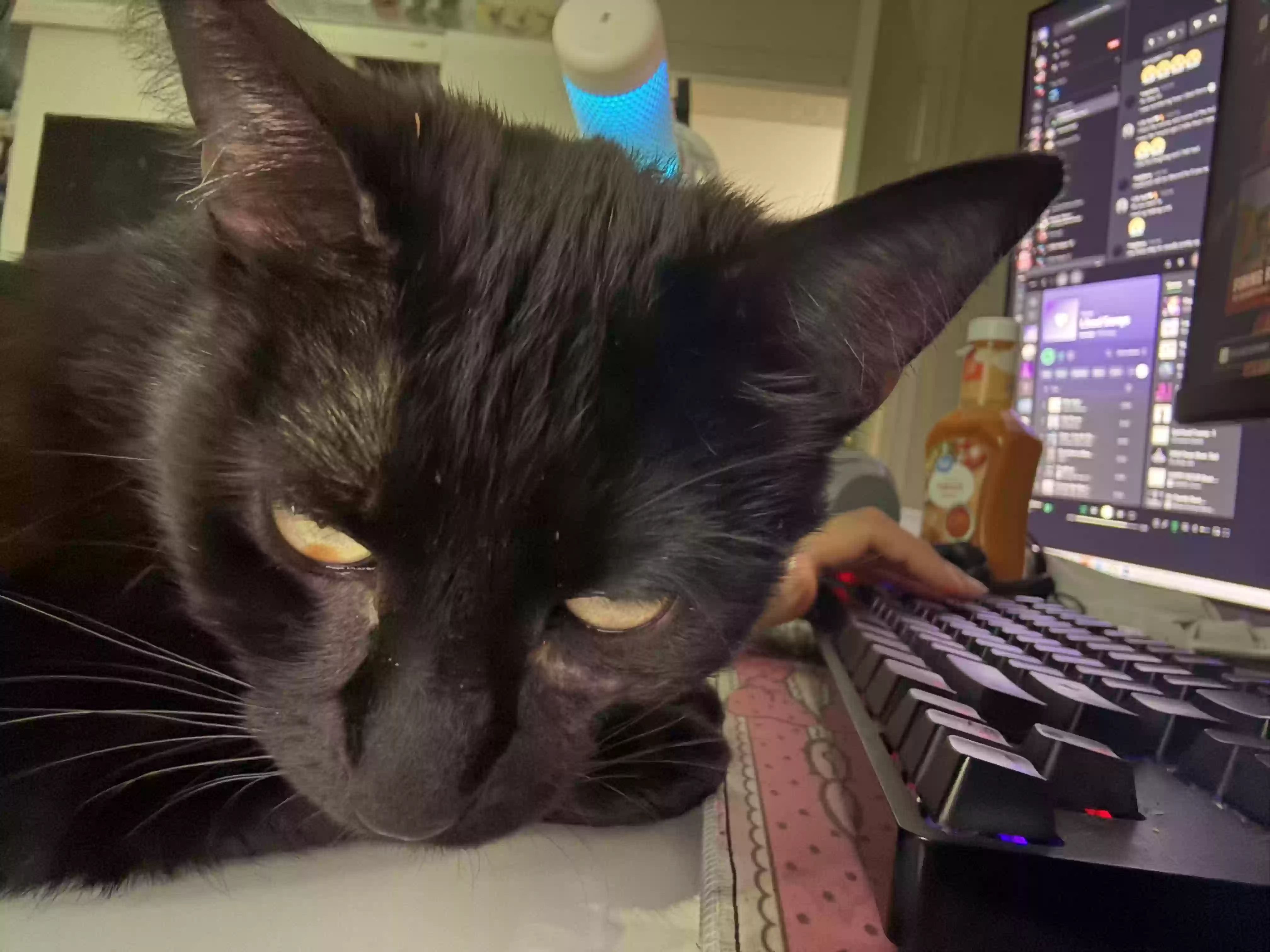Lost cat in Las Vegas, NV, 89122