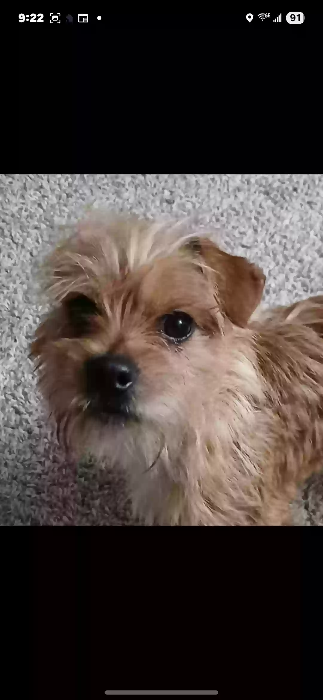 Lost dog in Amarillo, TX, 79110