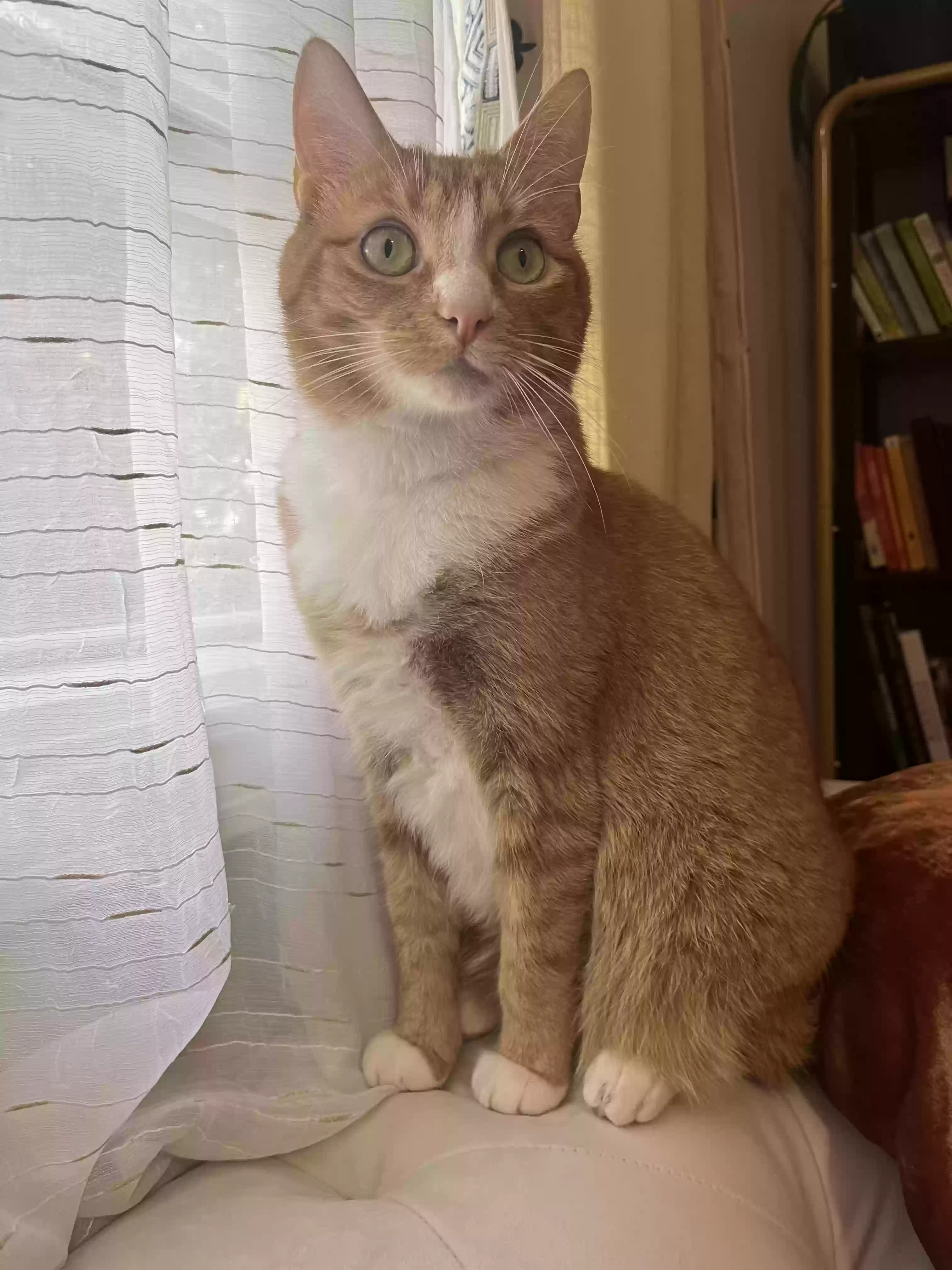 Lost cat in Columbus, OH, 43204