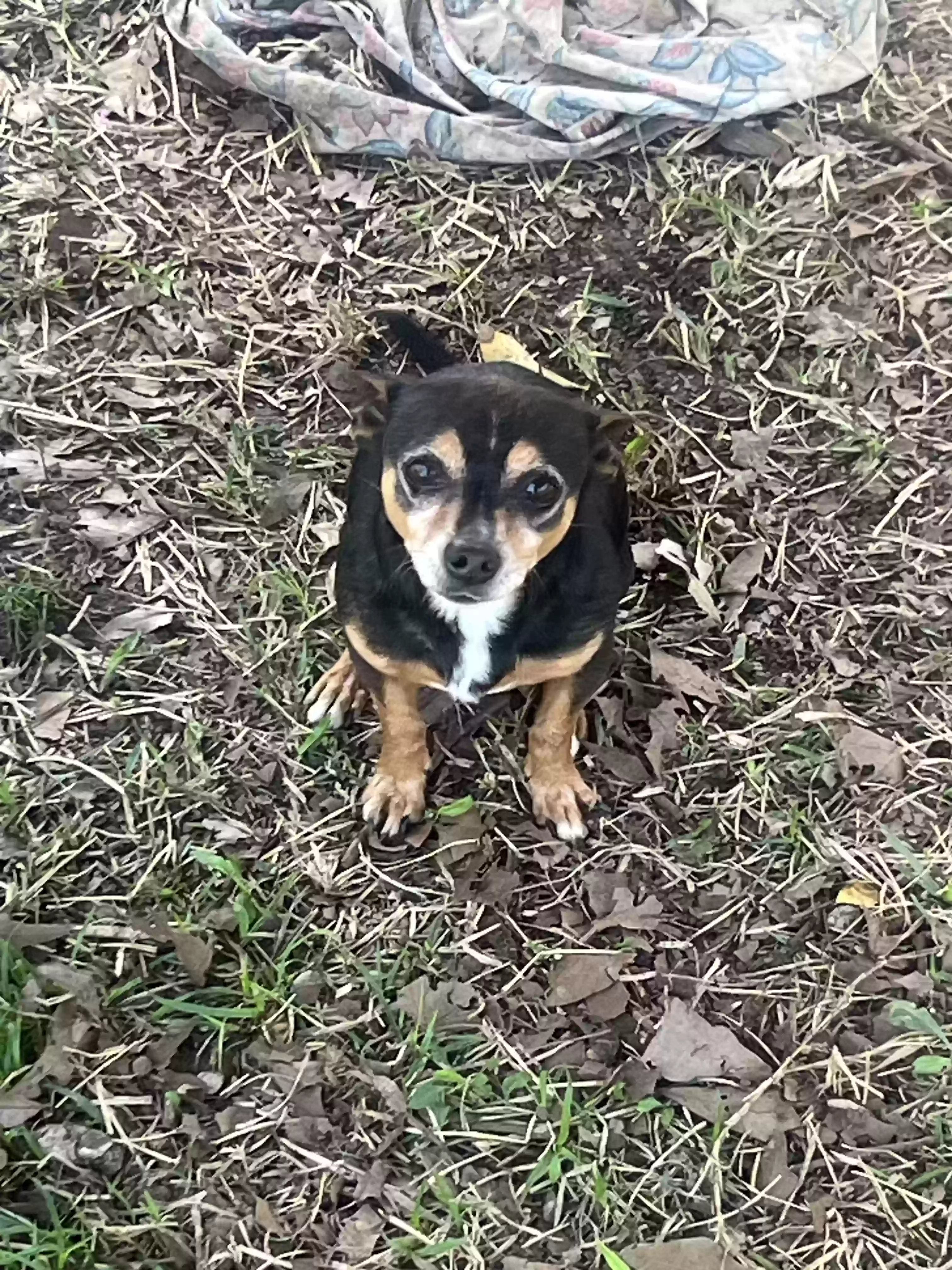 Lost dog in Montgomery, AL, 36105