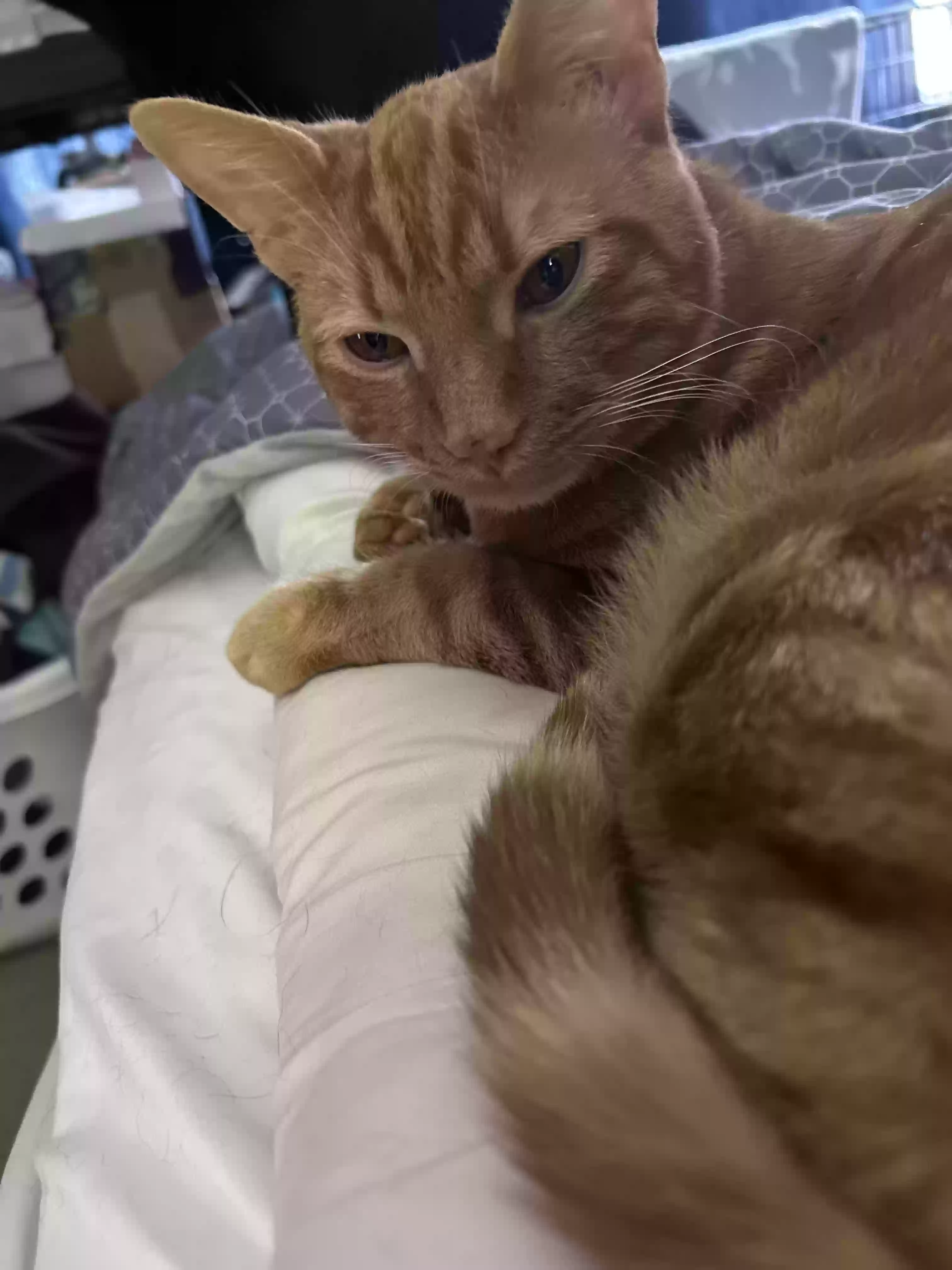 Lost cat in Eagle Mountain, UT, 84005