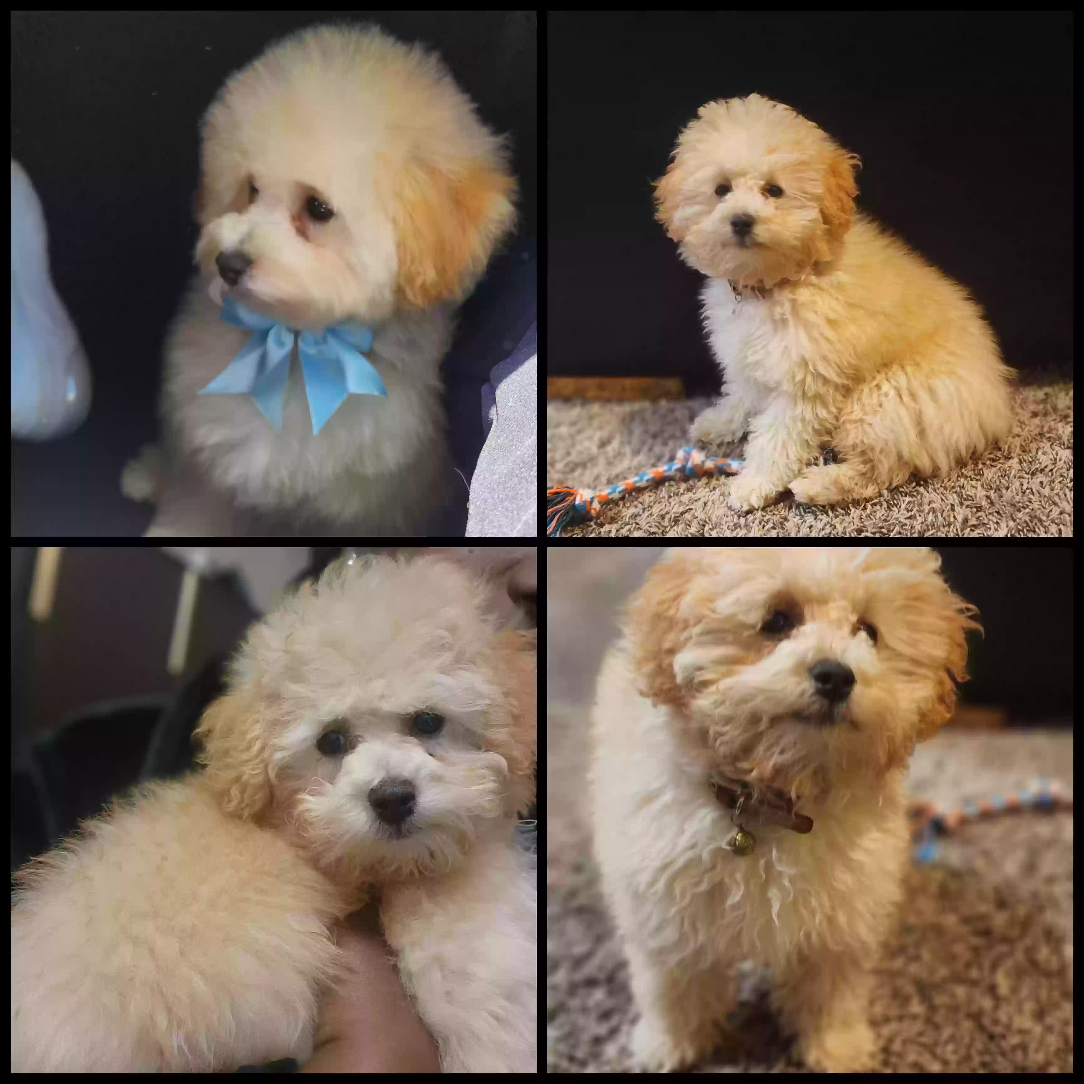 Lost dog in Charlotte, NC, 28278