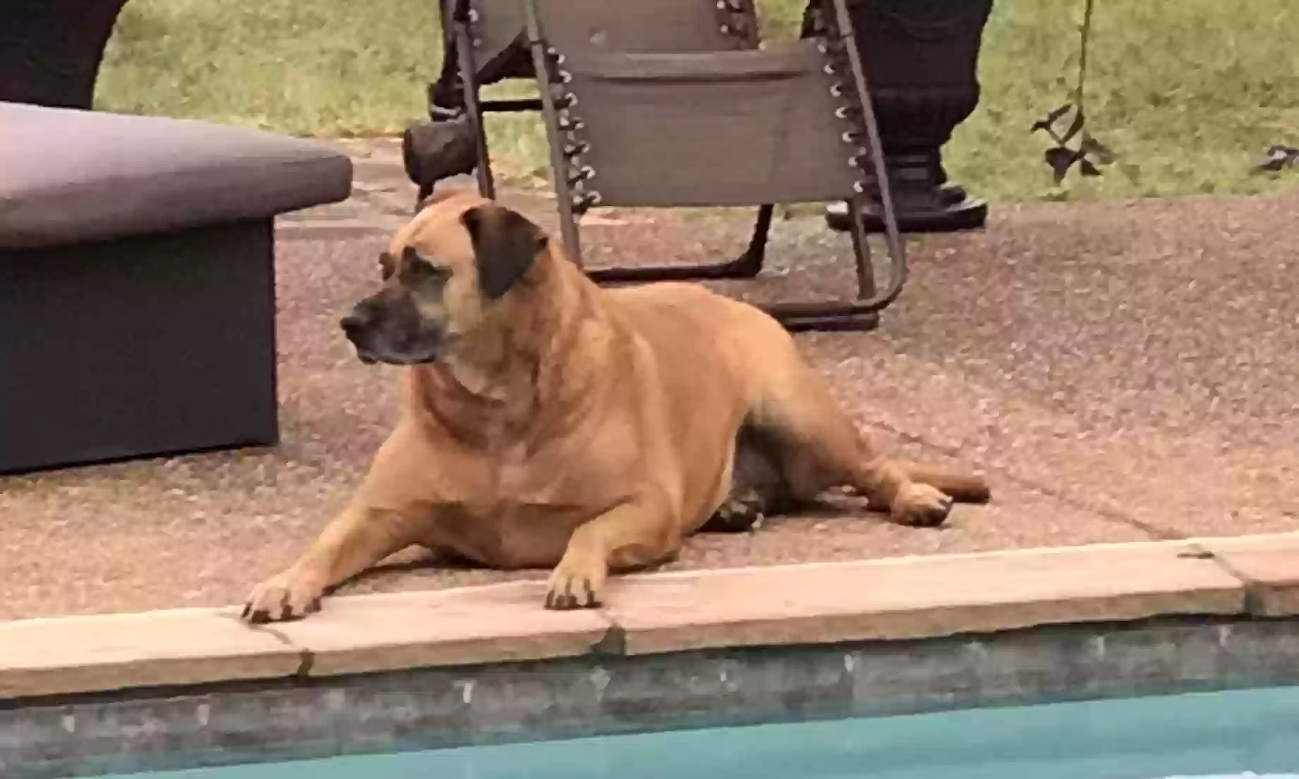 Lost dog in Midlothian, TX, 76065