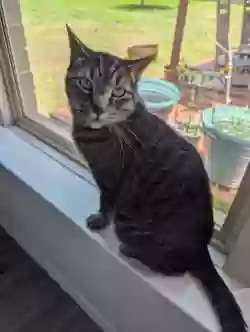Lost cat in Conroe, TX, 77304