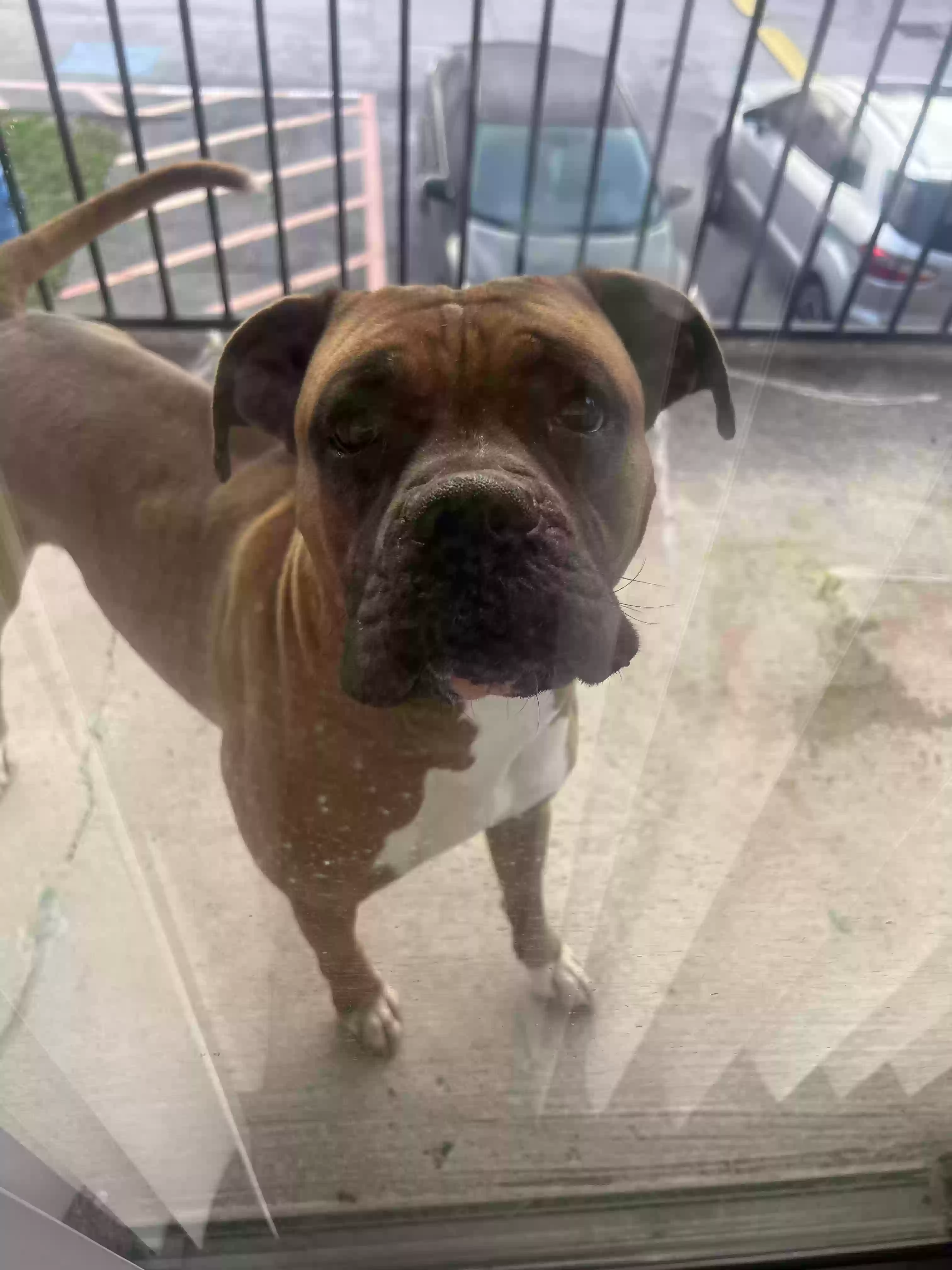 Lost dog in Houston, TX, 77034