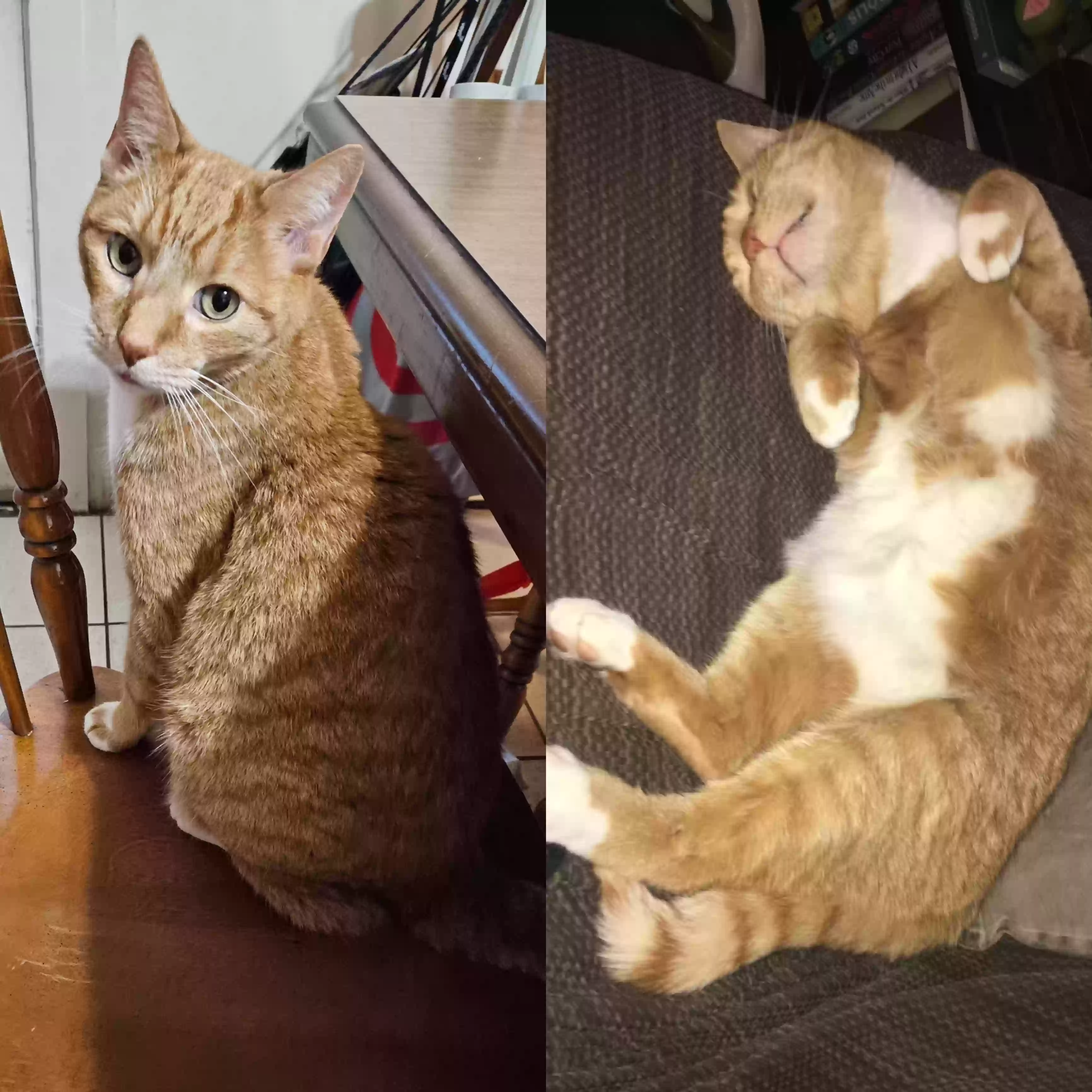 Lost cat in Waterbury, CT, 6705