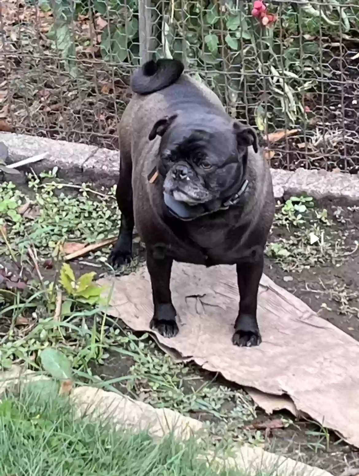 Lost dog in Olmsted Falls, OH, 44138