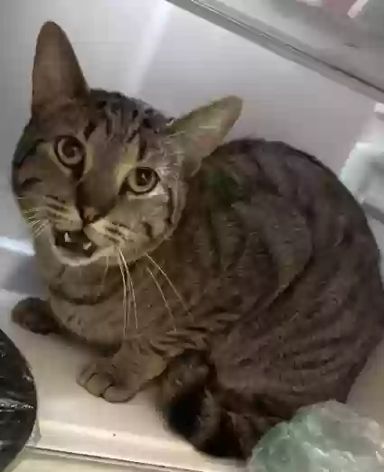 Lost cat in Moorestown, NJ, 8057